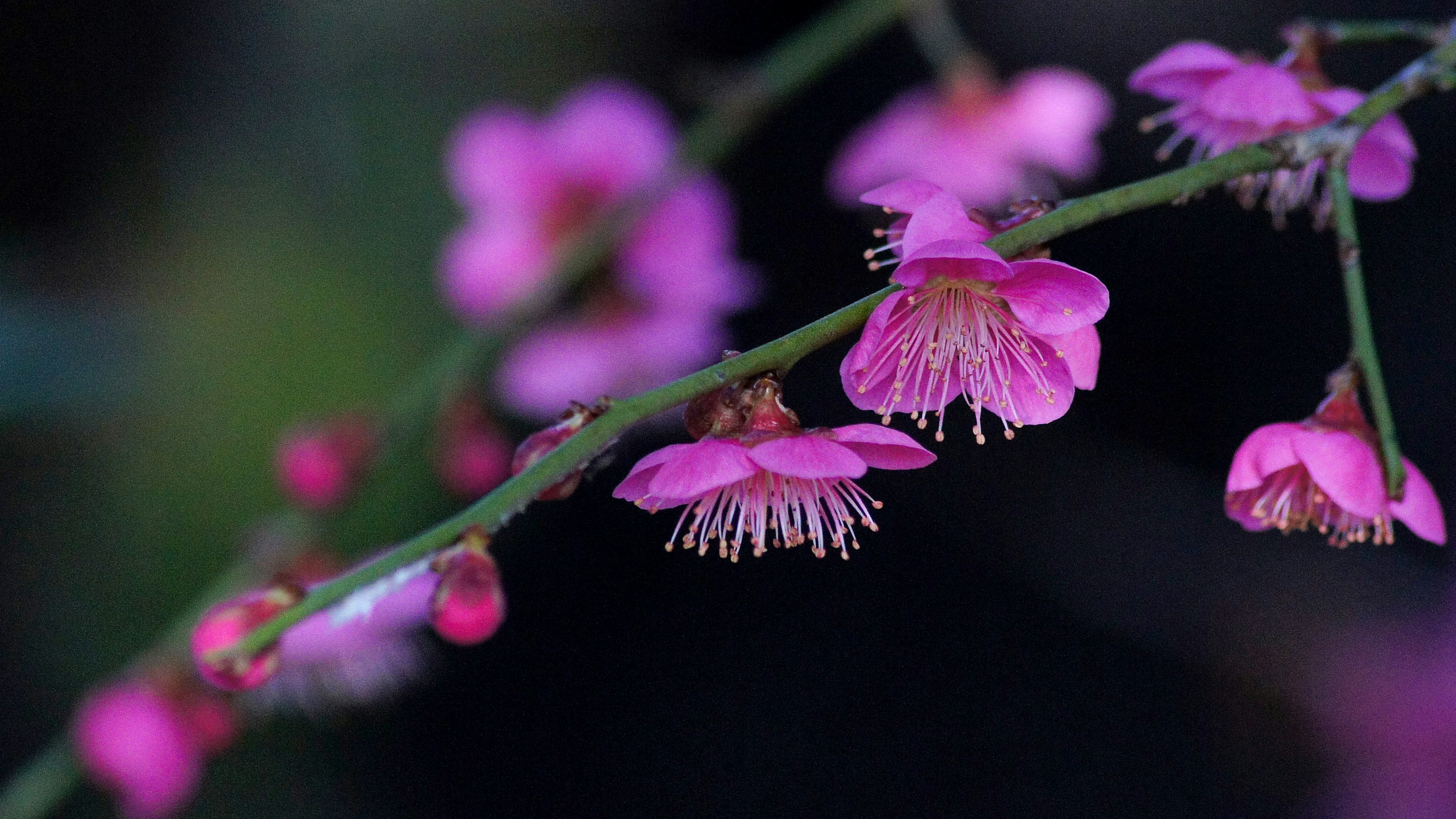 Ingrandimento di un ramo con fiori rosa vivaci