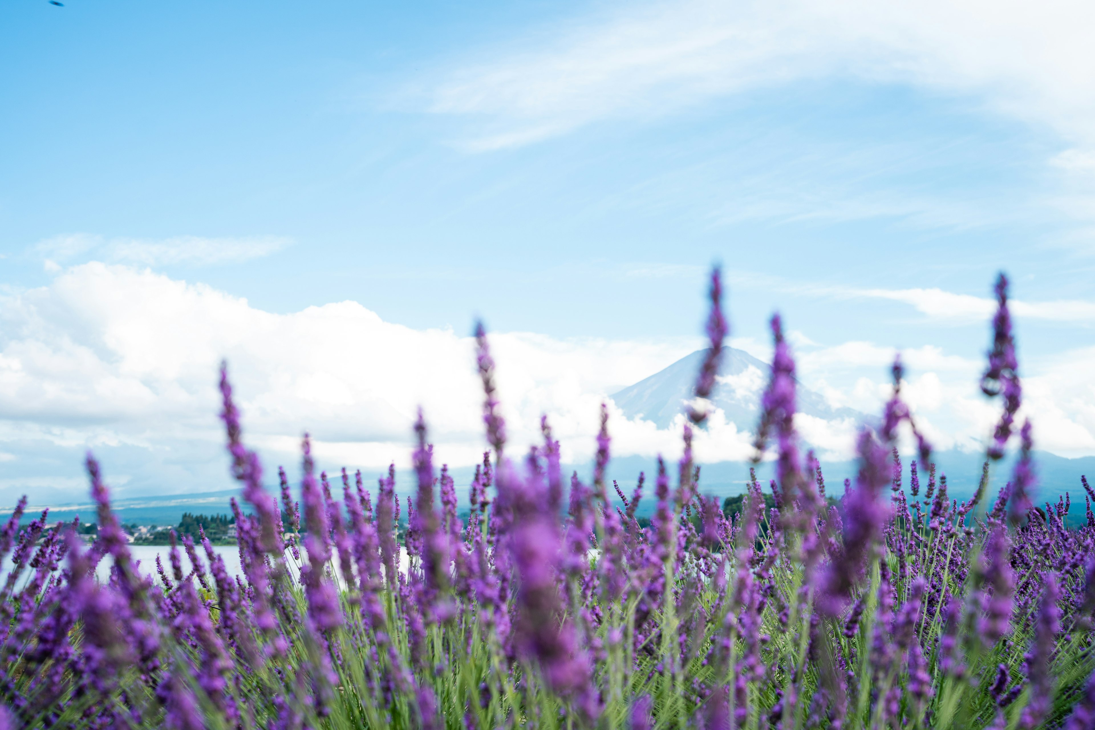 Ladang lavender ungu dengan langit biru yang cerah