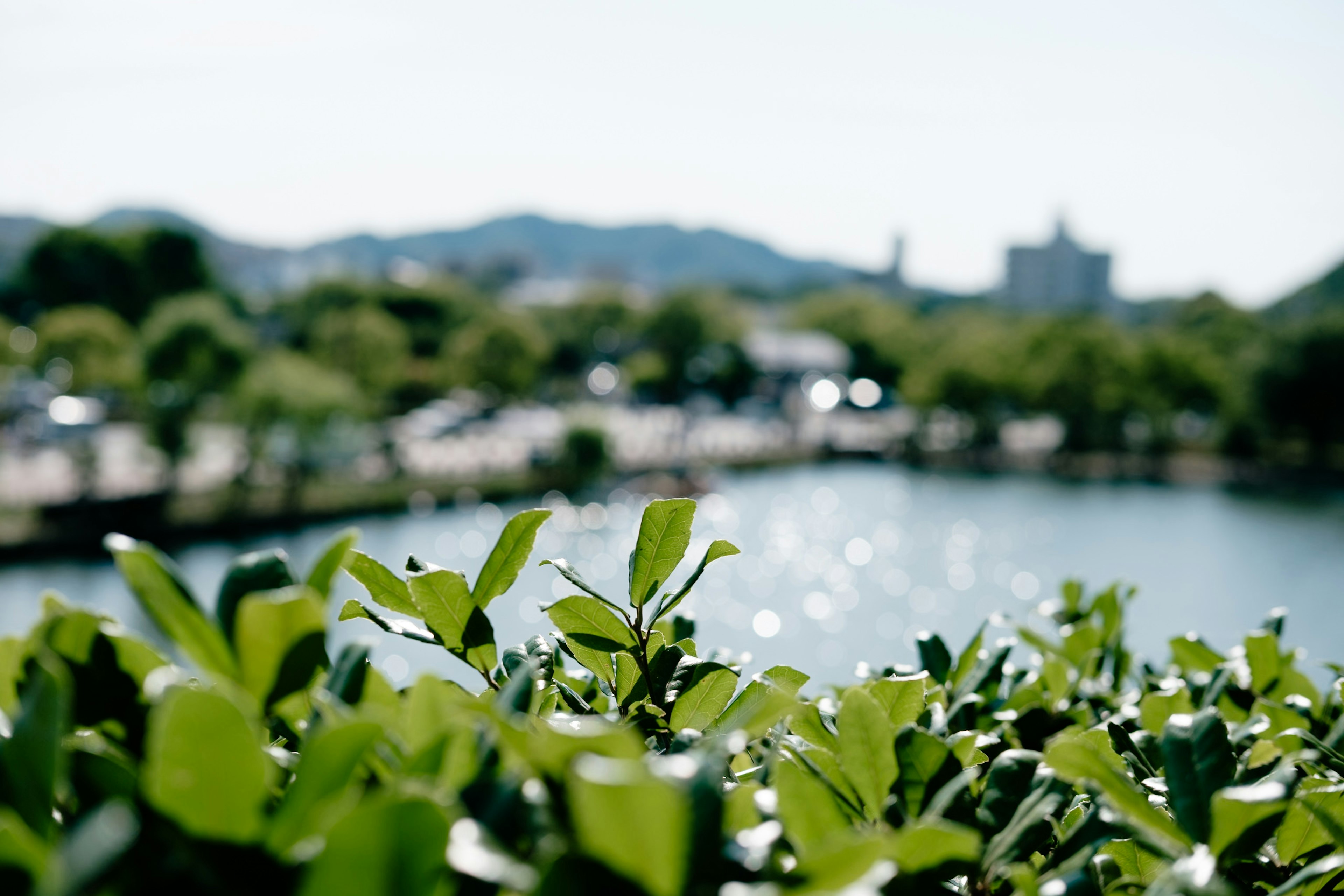 Close-up of green leaves with blurred water and mountains in the background