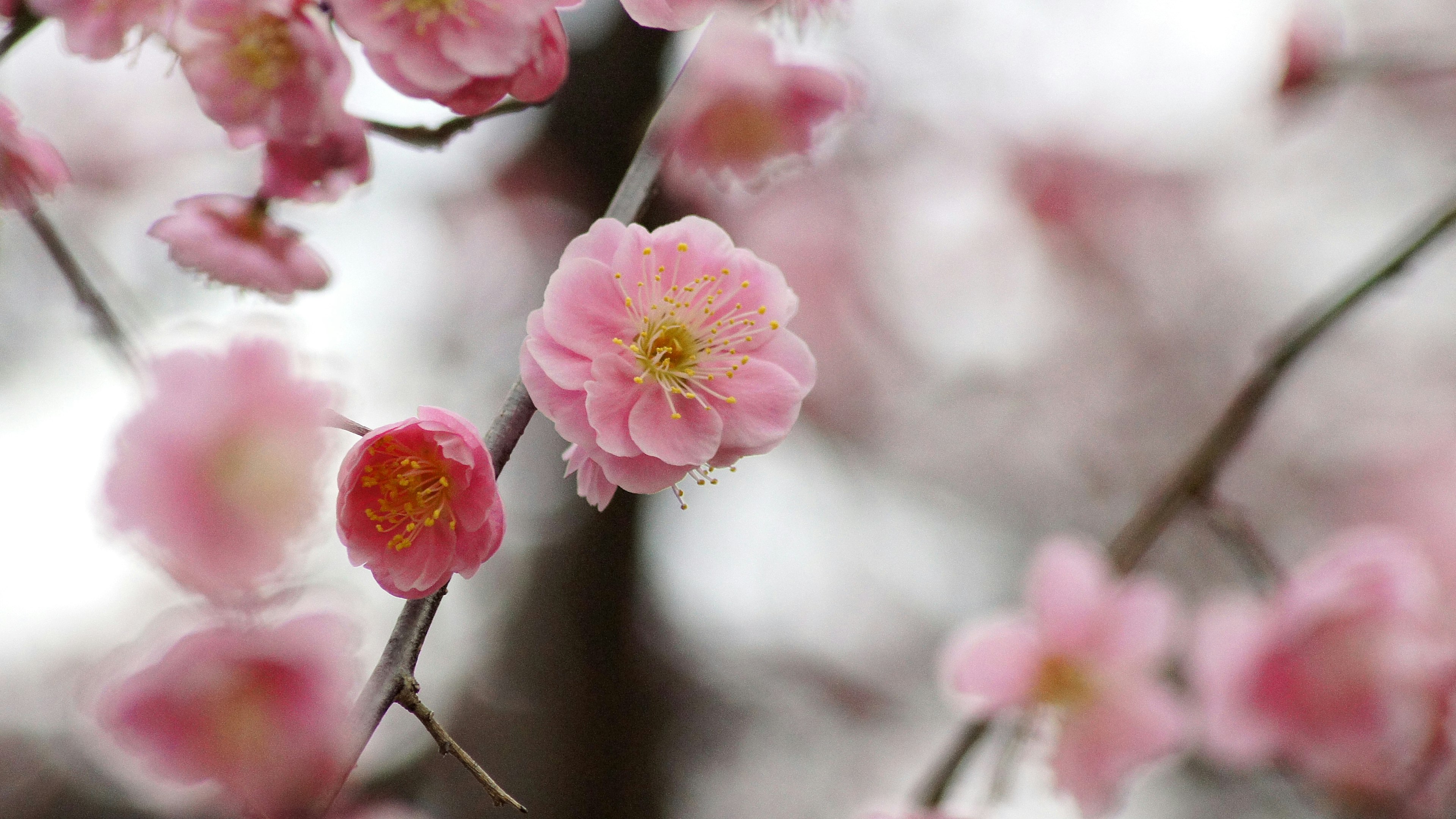 Nahaufnahme von rosa Blüten an Ästen