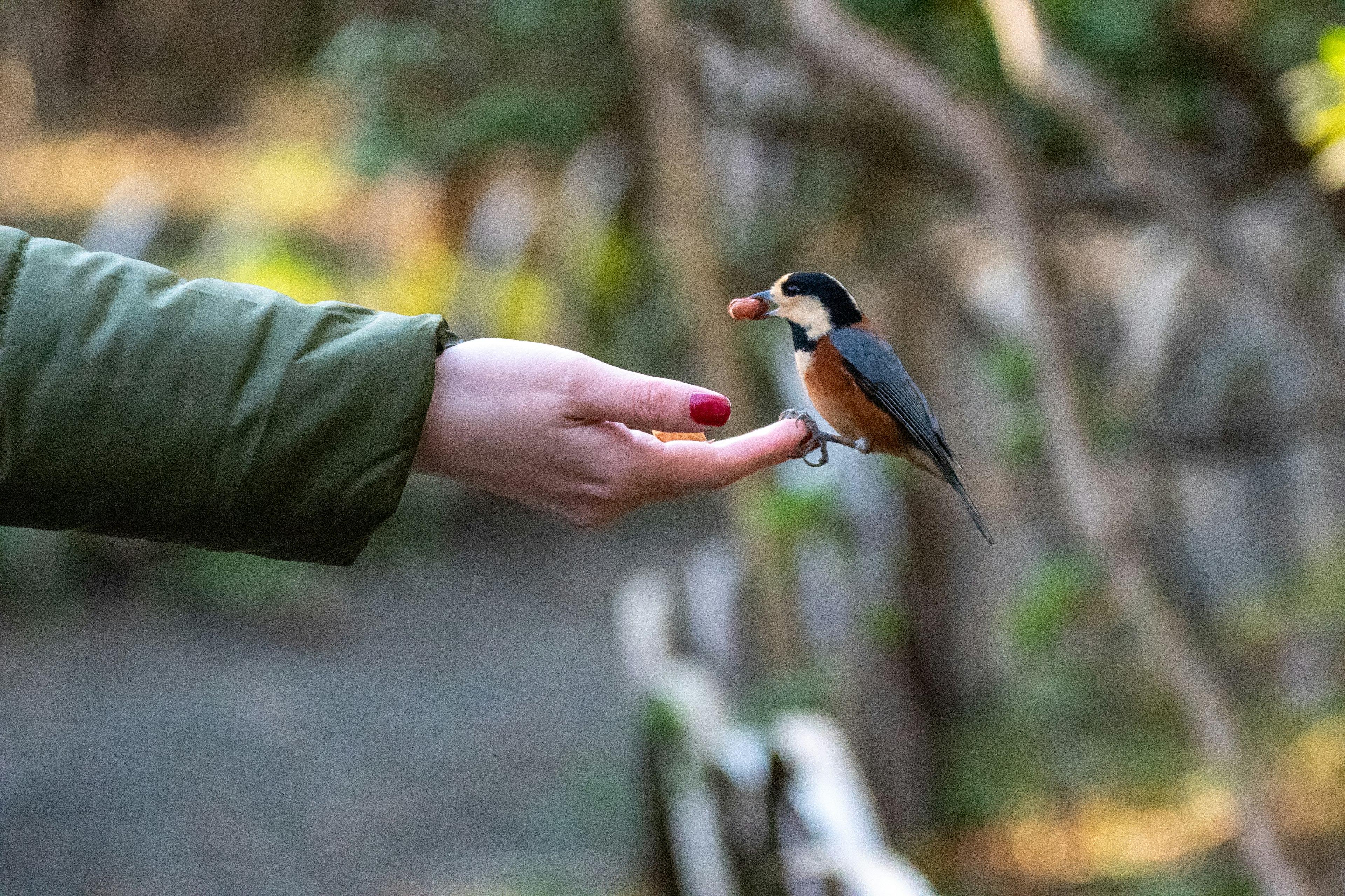 Un piccolo uccello appollaiato su una mano di una persona con un cappotto verde sfondo naturale sfocato