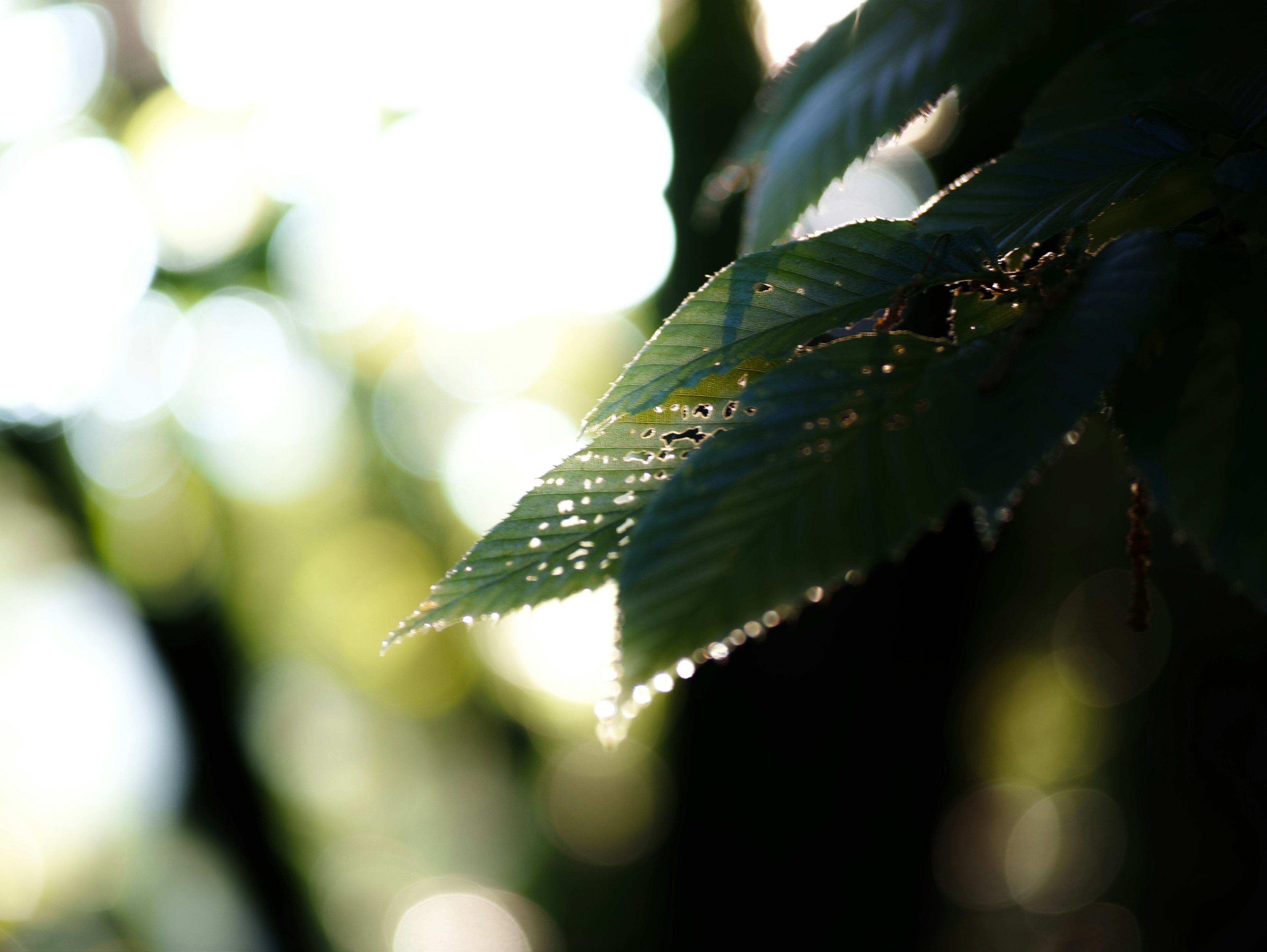 模糊背景中露水滴的叶子特写