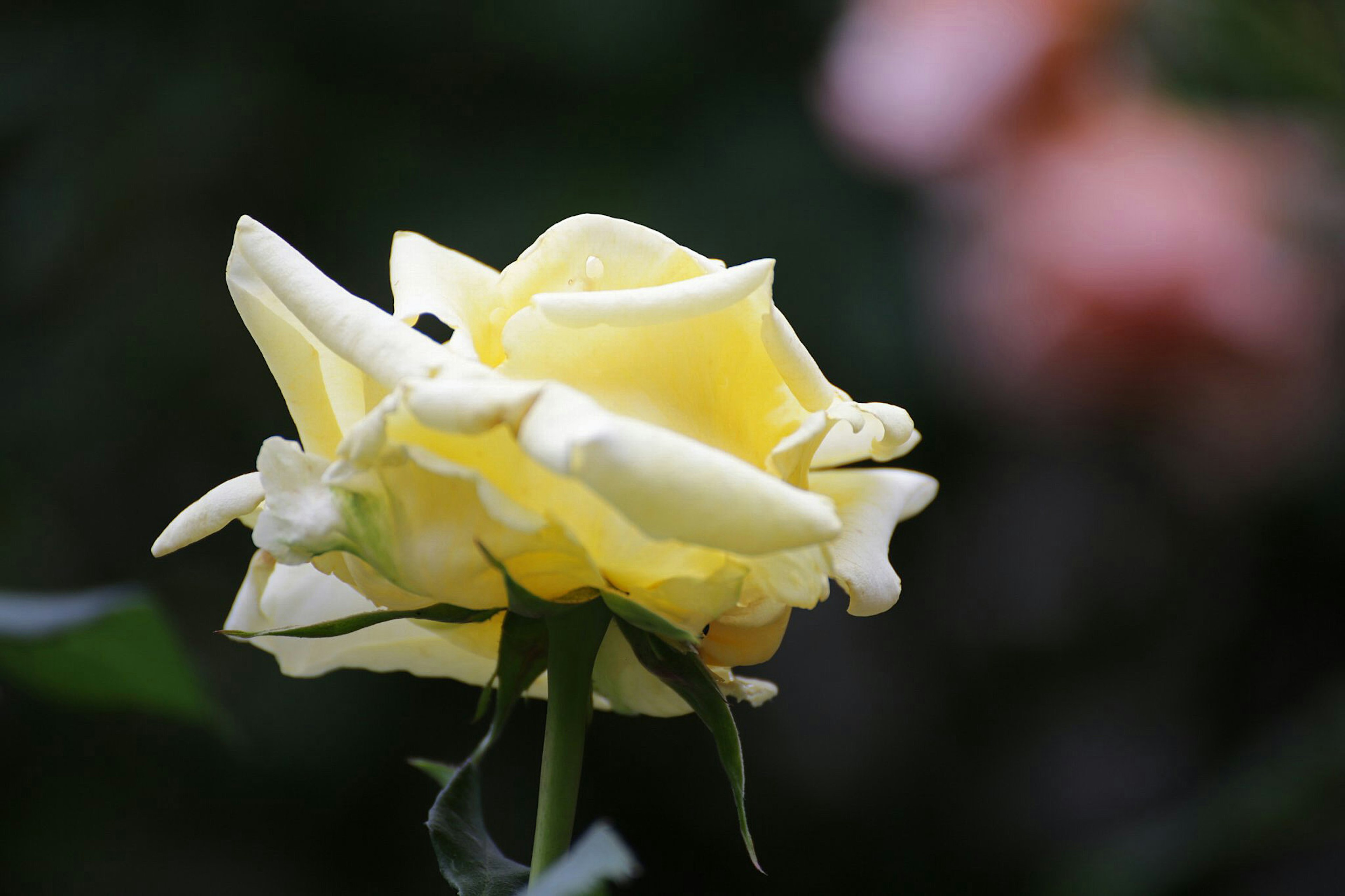 Eine lebendige gelbe Rose blüht vor einem grünen Blätterhintergrund