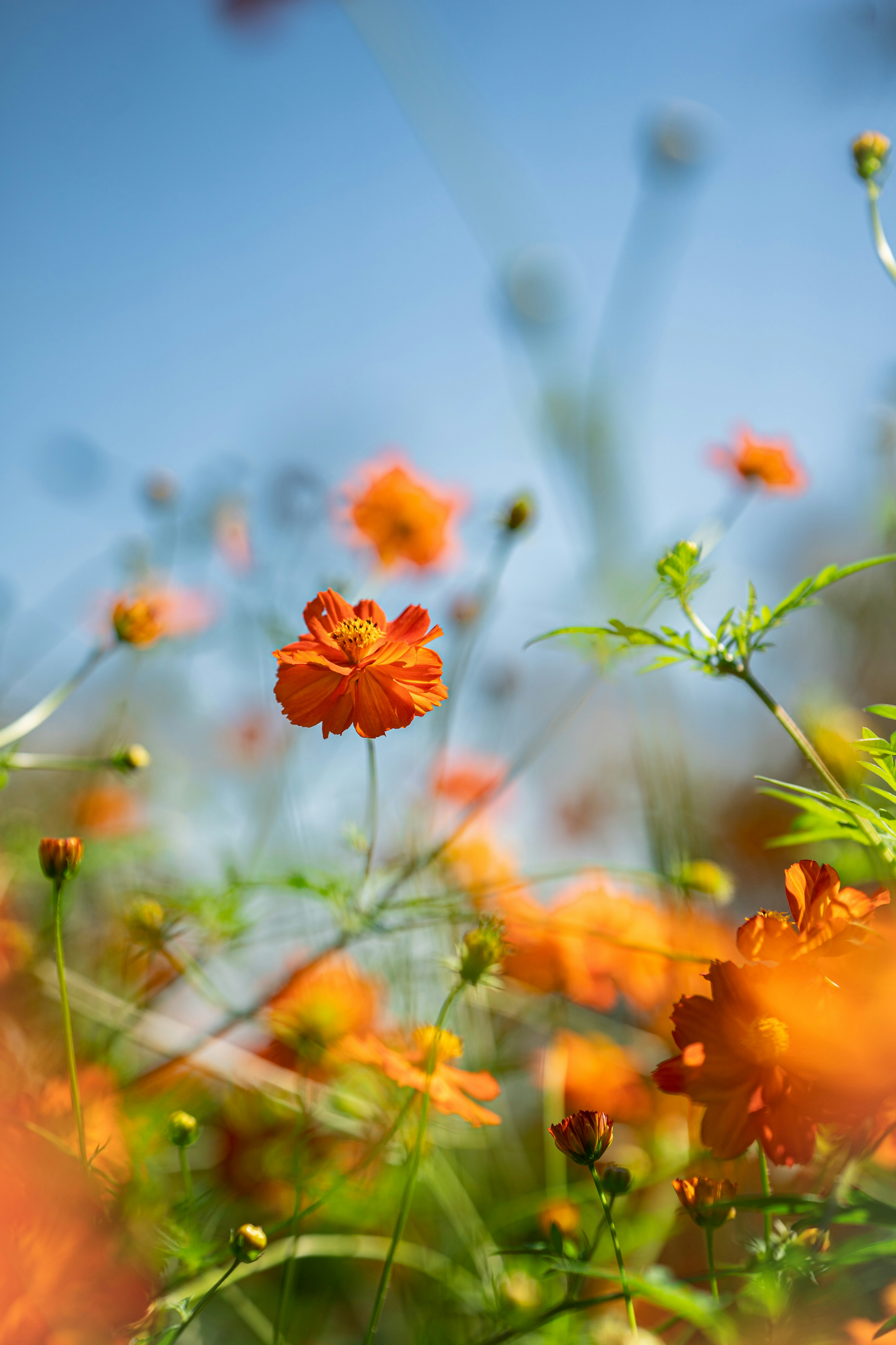 Vibrant orange flowers blooming under a blue sky