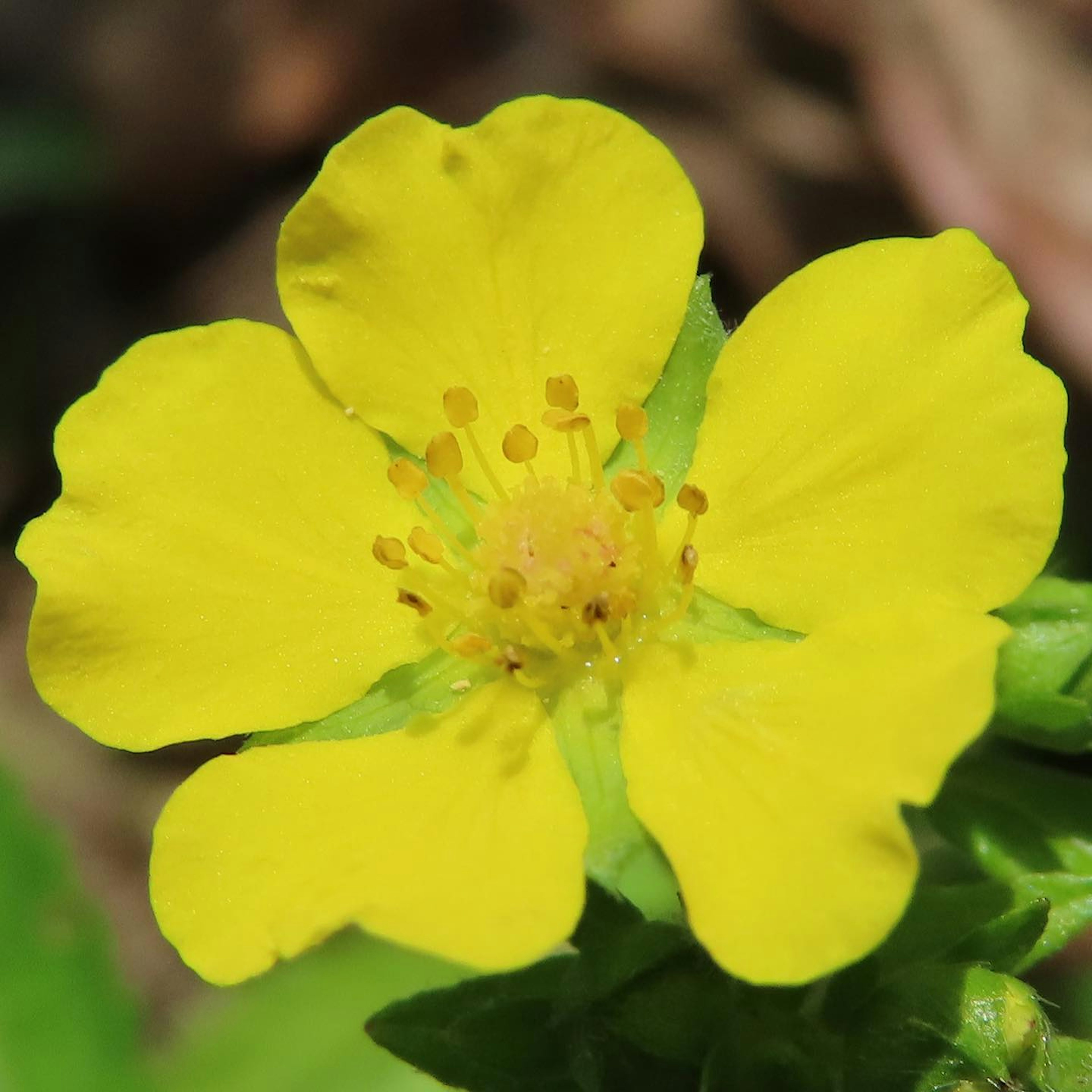 鮮やかな黄色の花が中心にあり、花びらは五枚で、花粉が見える