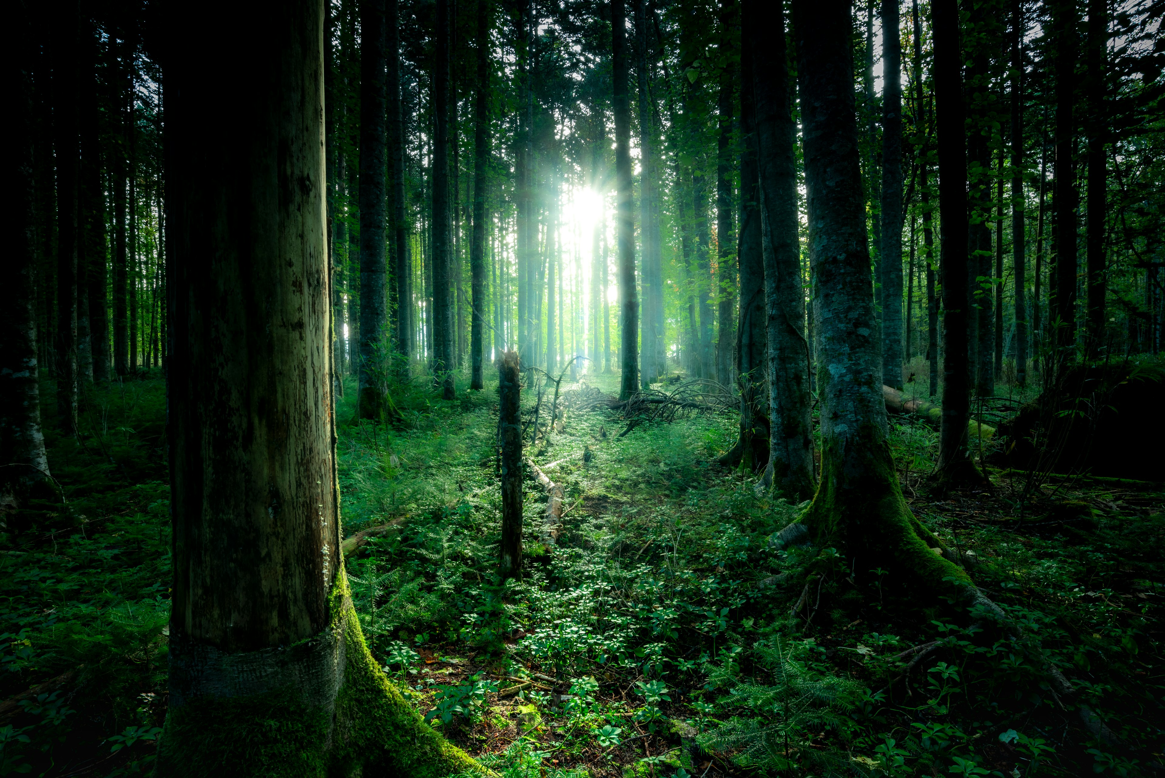 Mysteriöse Szene in einem Wald mit grünen Bäumen und sanftem Licht