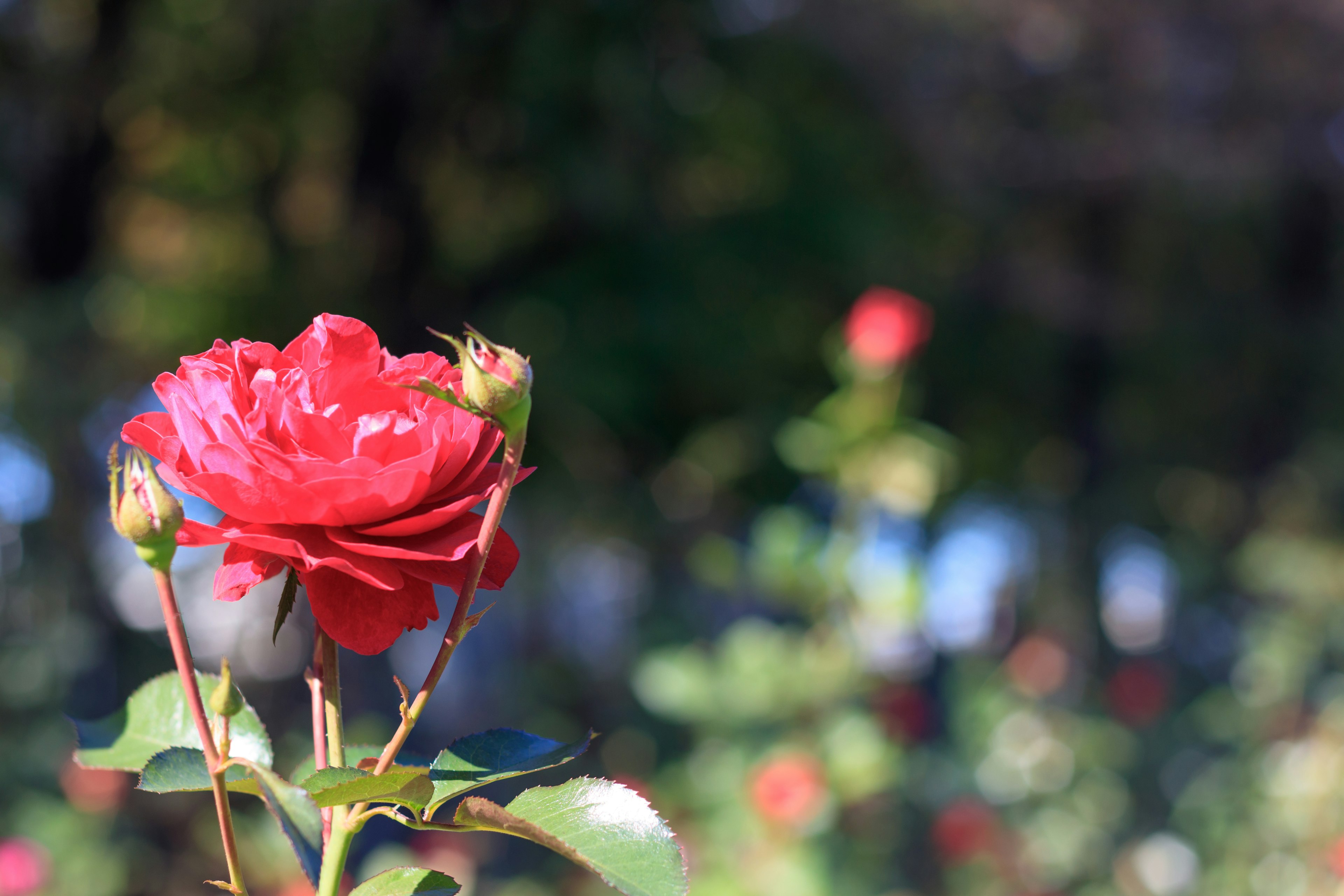 Rote Rosenblüte mit Knospen in einer Gartenlandschaft