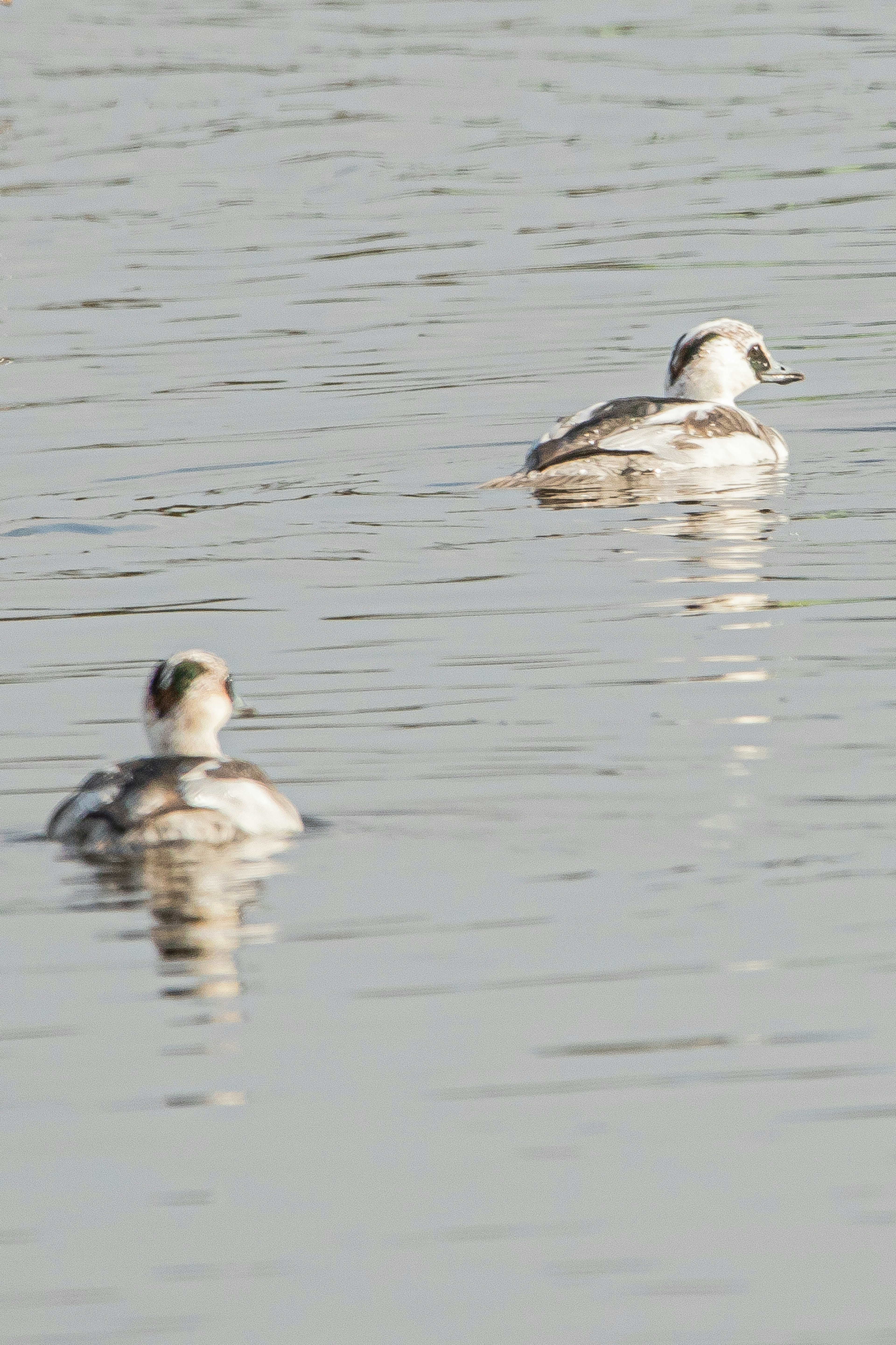 Zwei Enten schwimmen auf einer ruhigen Wasseroberfläche