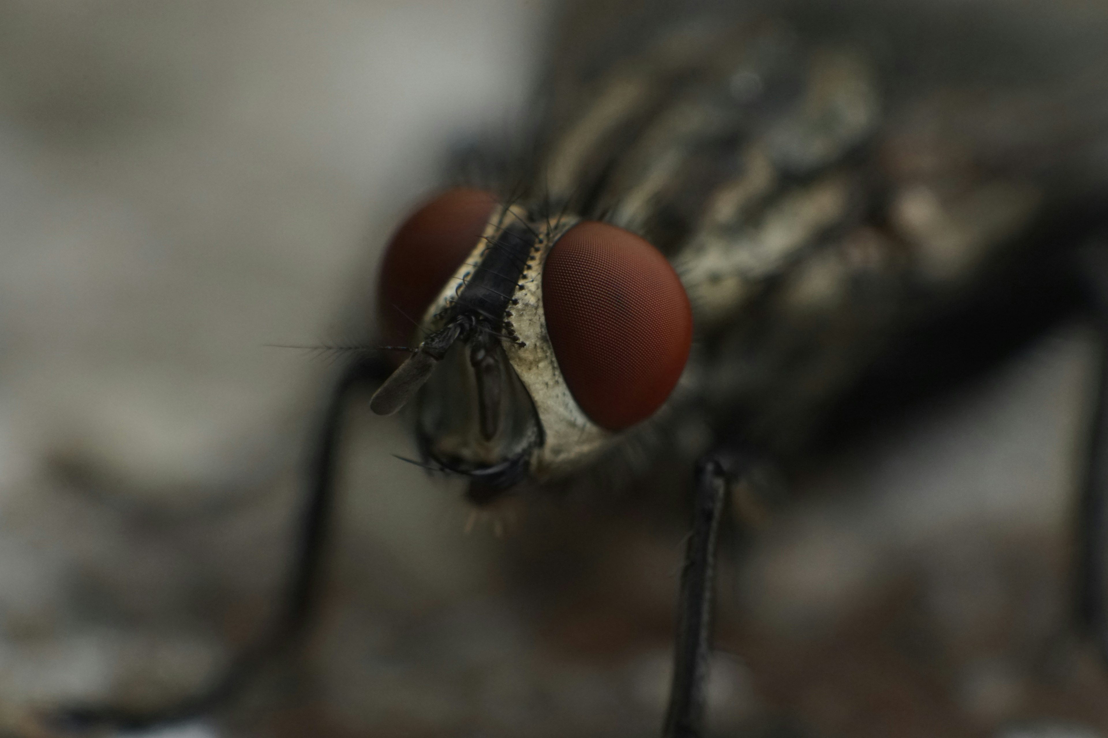 Nahaufnahme-Makrofoto eines Insekts mit roten Augen