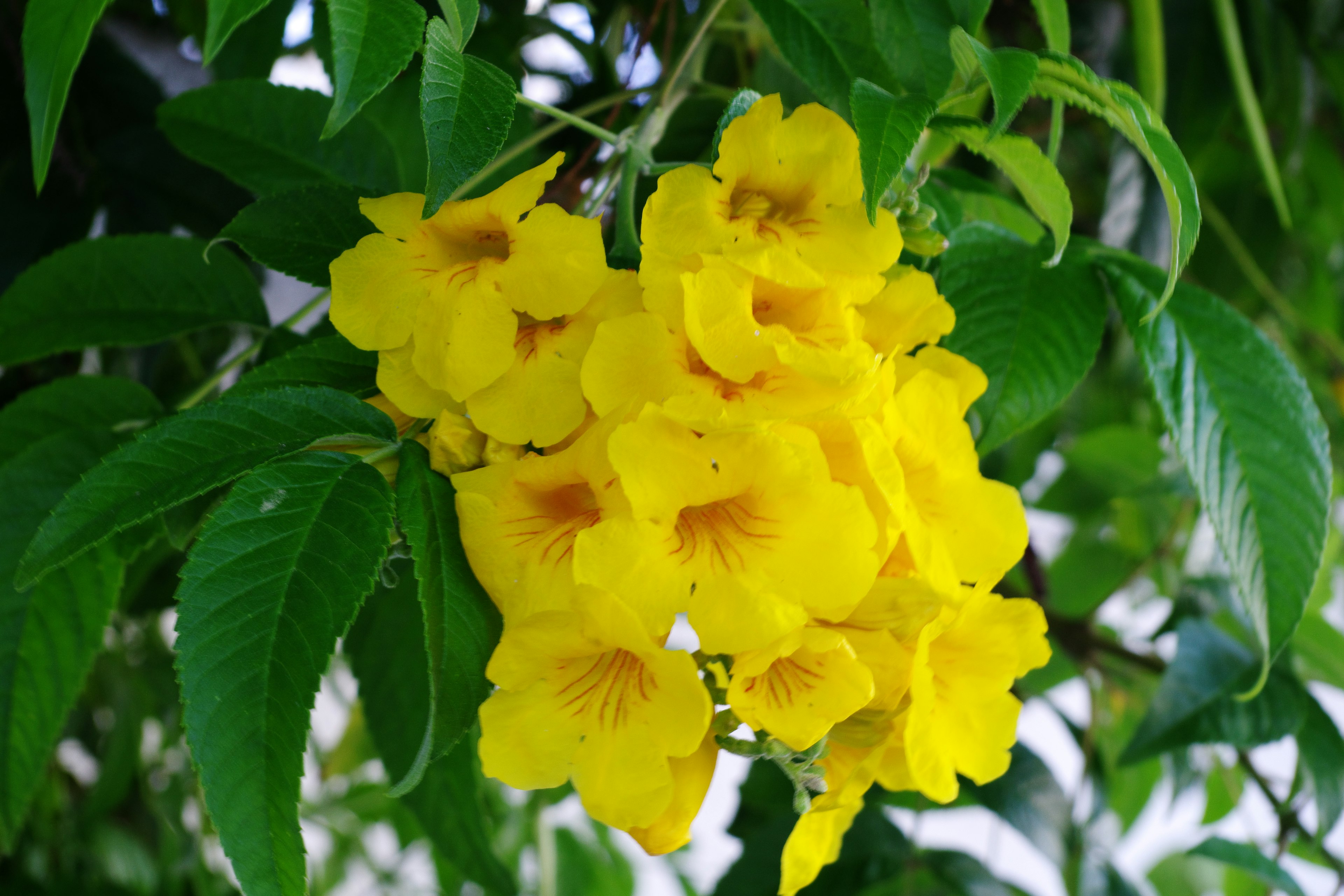 Vibrant yellow flowers clustered together surrounded by green leaves