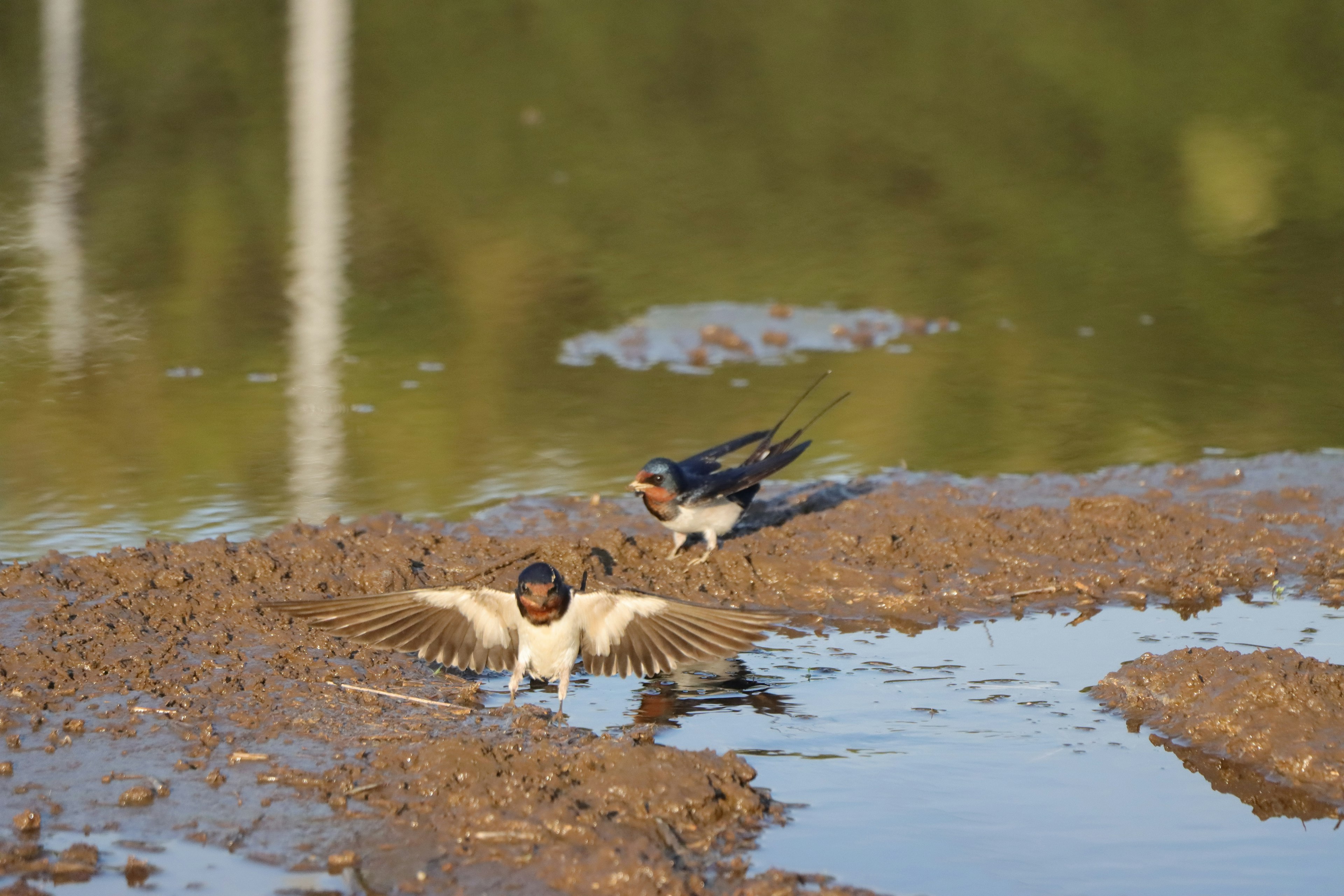 Hirondelle déployant ses ailes près de l'eau avec une autre hirondelle en arrière-plan