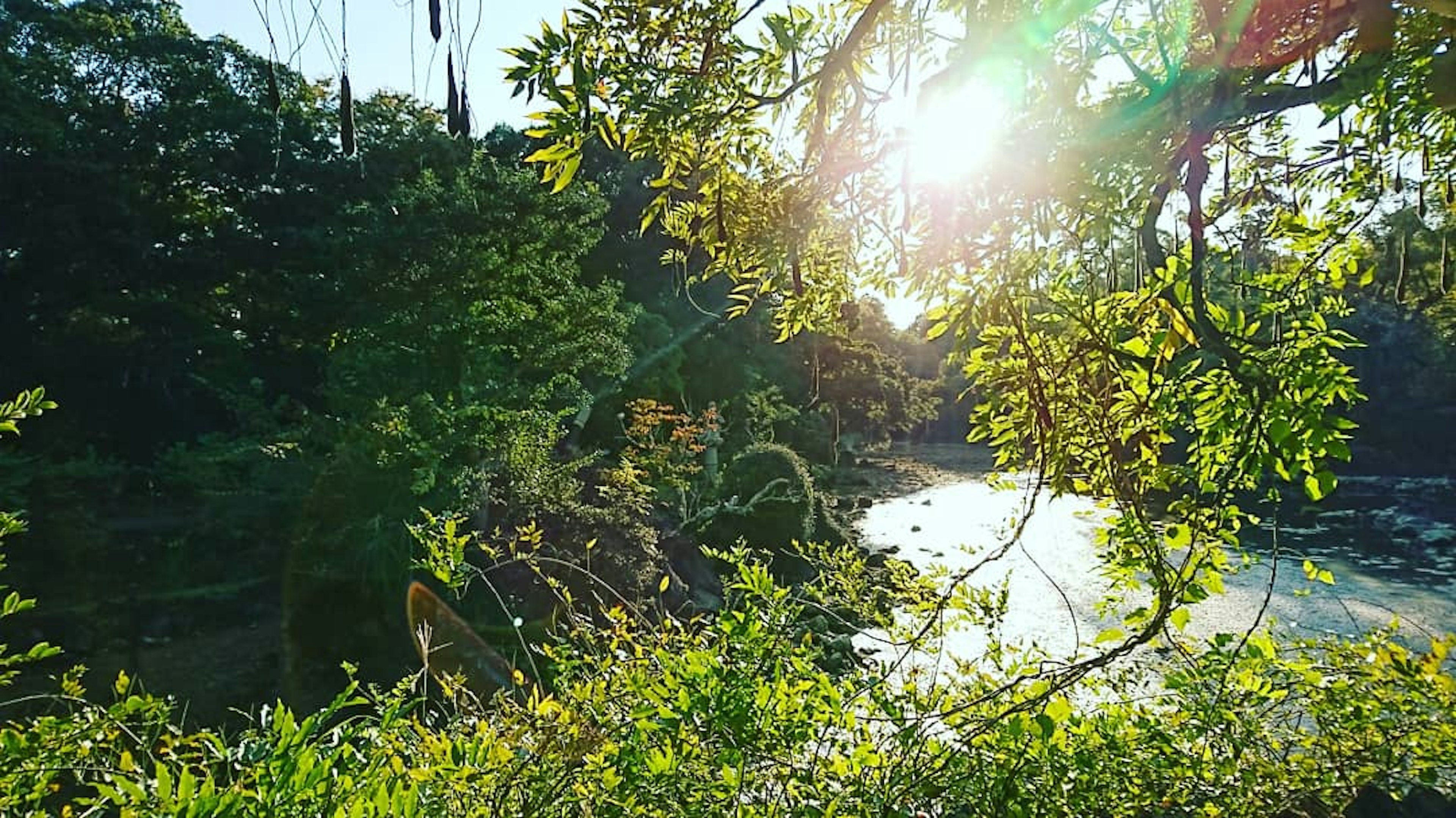 Luce solare che filtra attraverso alberi verdi lussureggianti vicino a un fiume