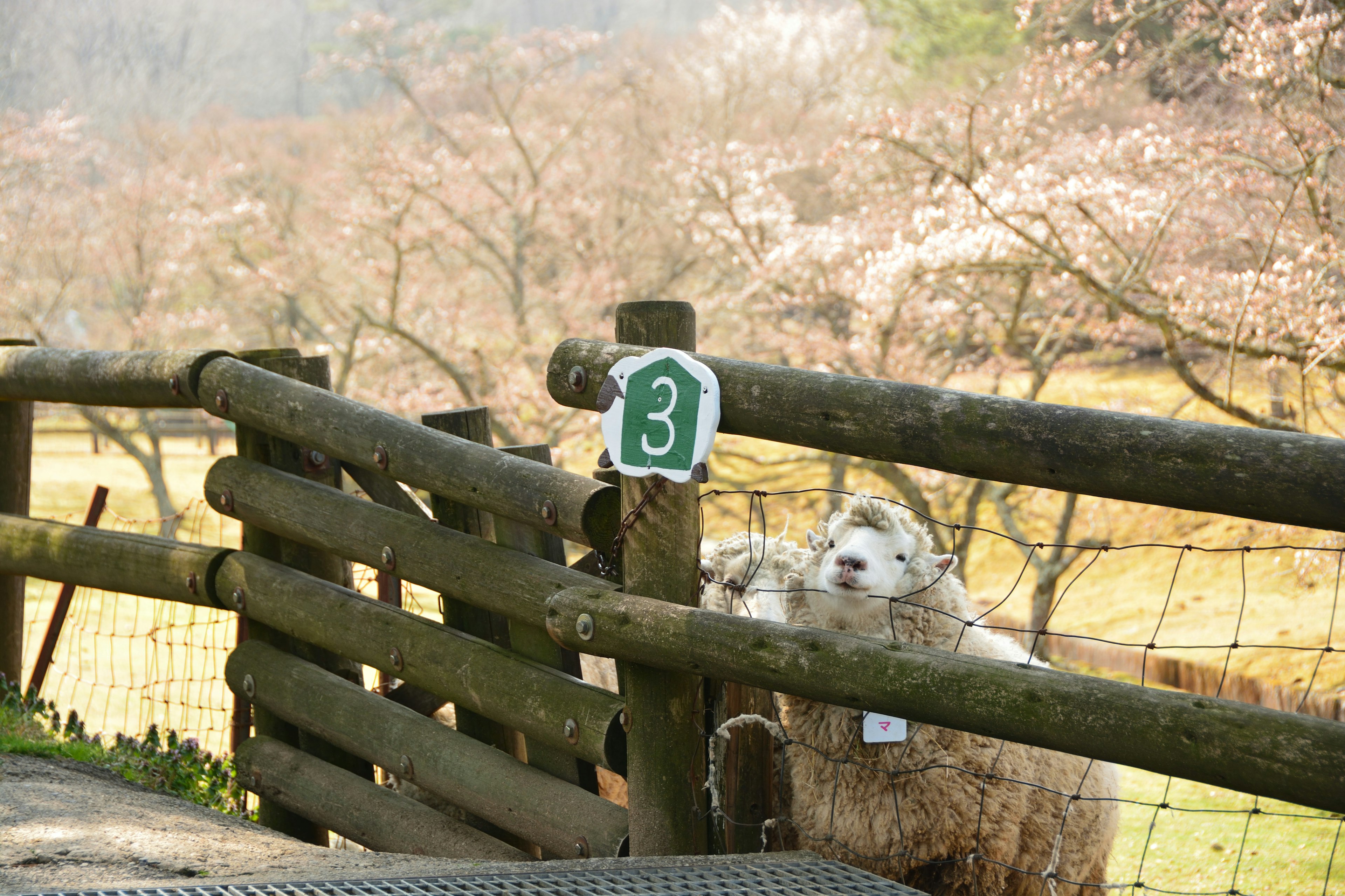 Moutons près d'une clôture en bois avec un panneau affichant le numéro 3