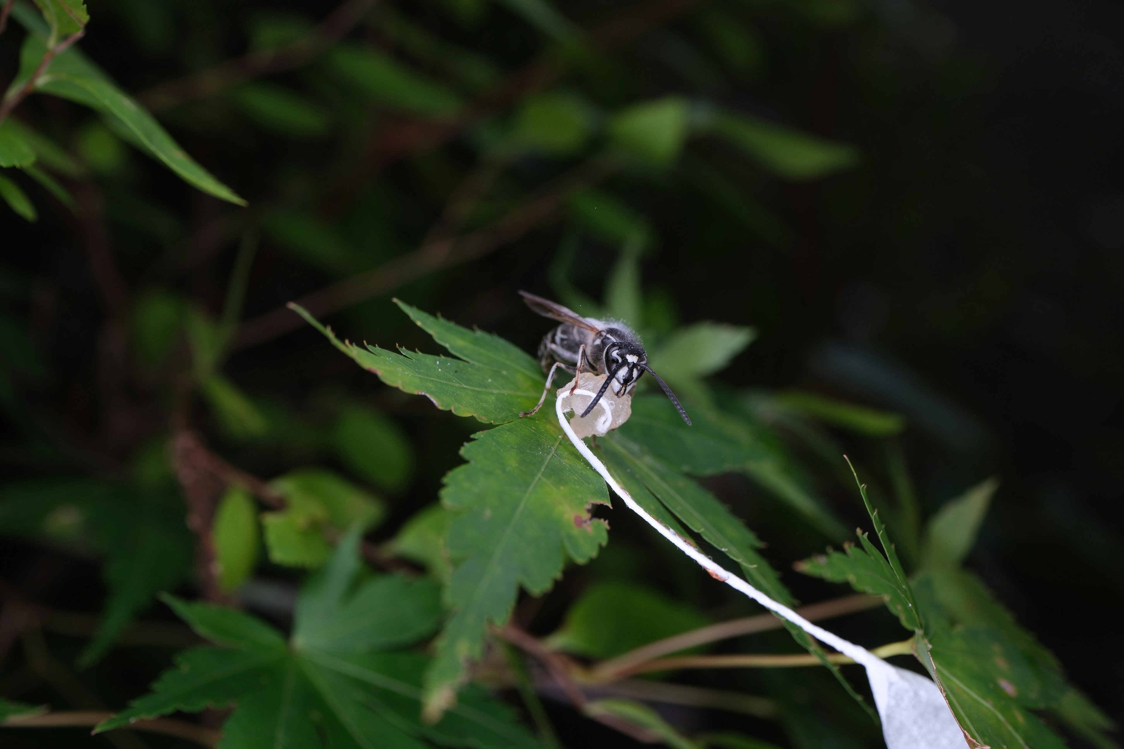 昆虫栖息在叶子上的特写图像