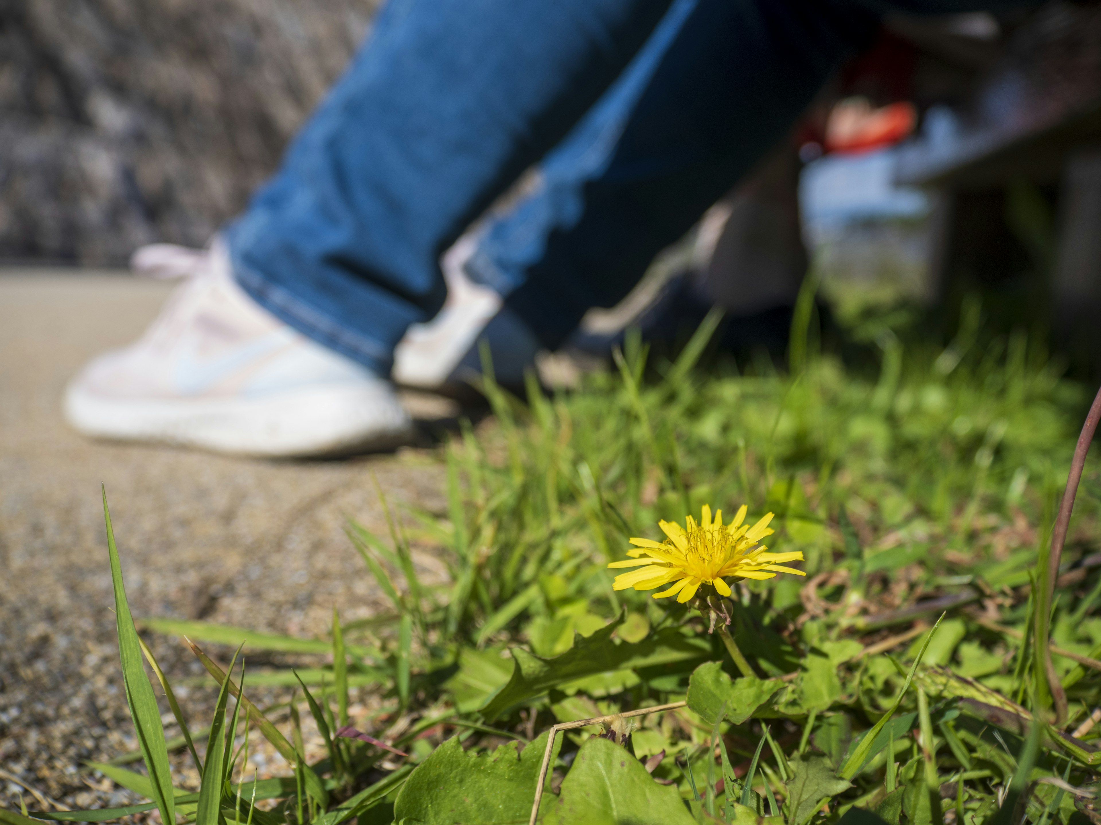 Sebuah dandelion kuning mekar di antara rumput di kaki seseorang