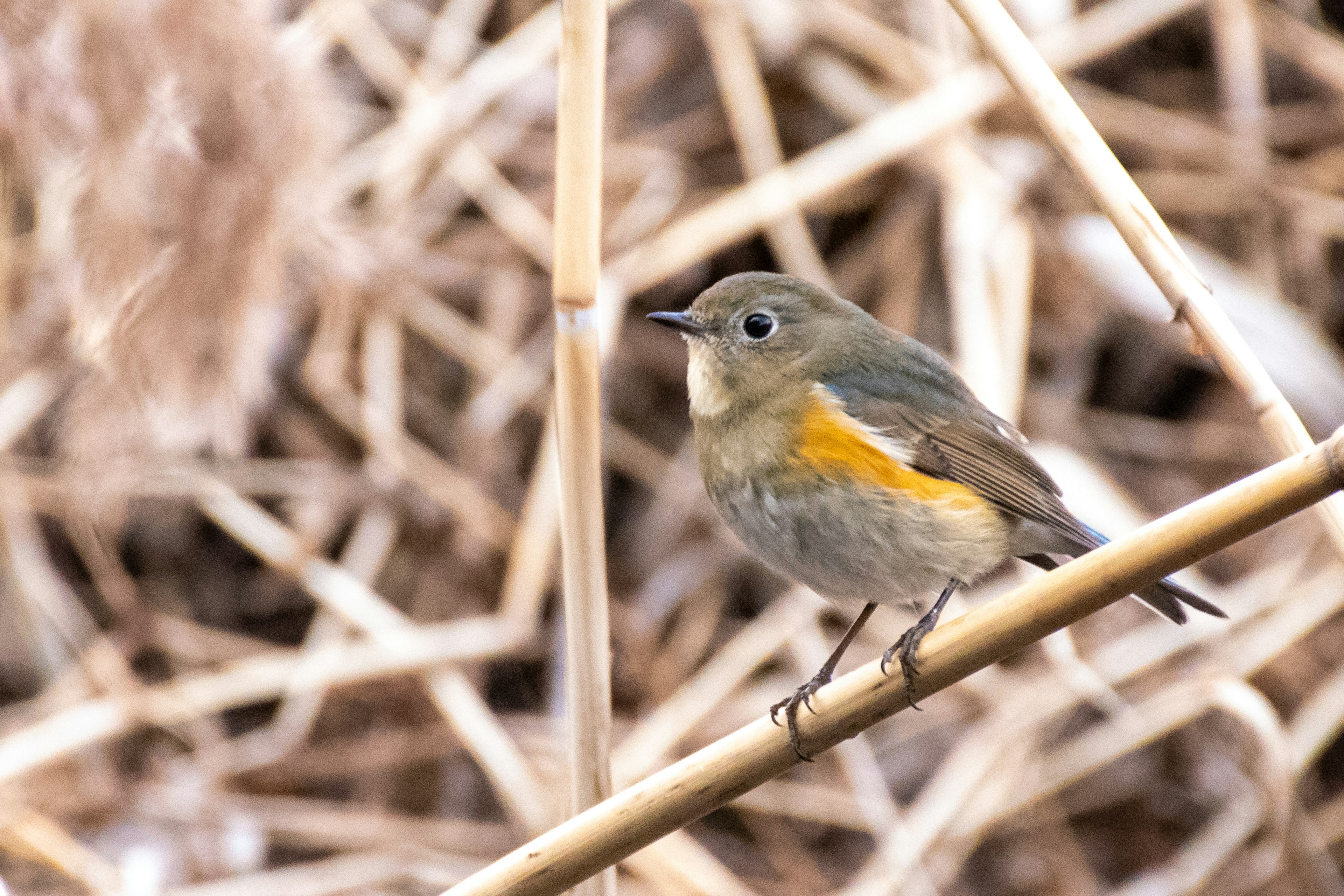 Un petit oiseau brun perché sur une branche de bambou avec de l'herbe sèche en arrière-plan