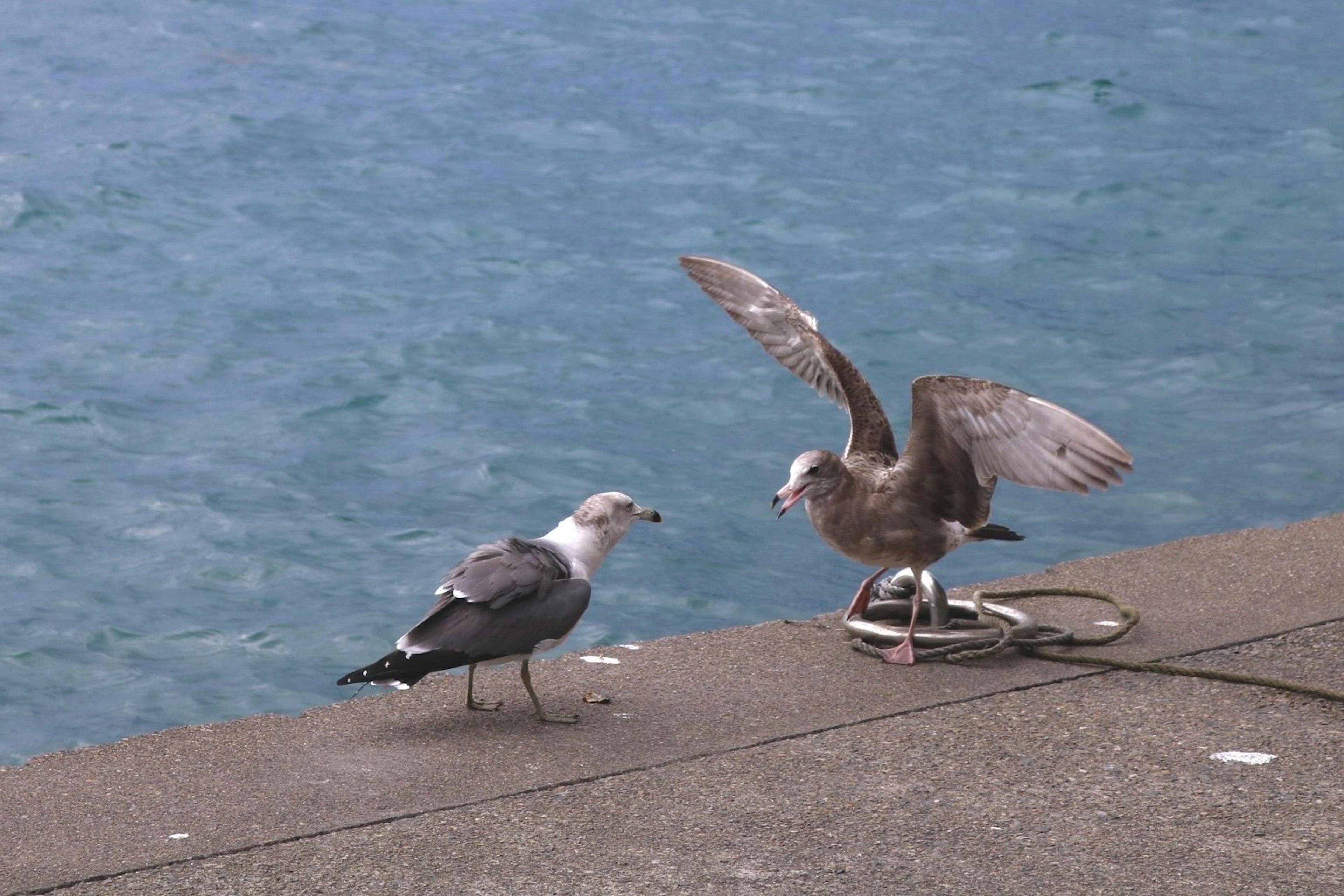 海辺での2羽のカモメが交流している様子