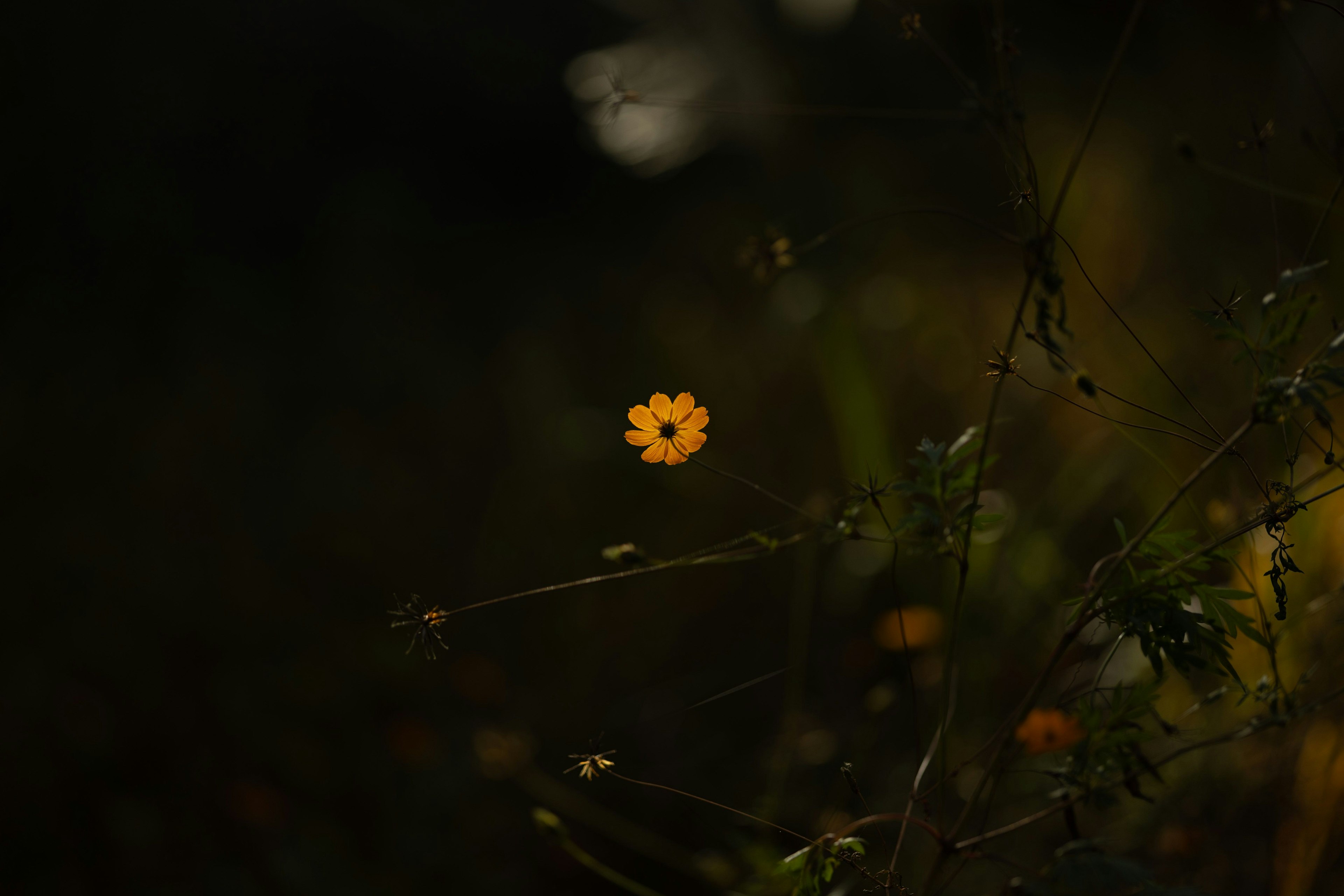 Nahaufnahme einer gelben Blume vor dunklem Hintergrund