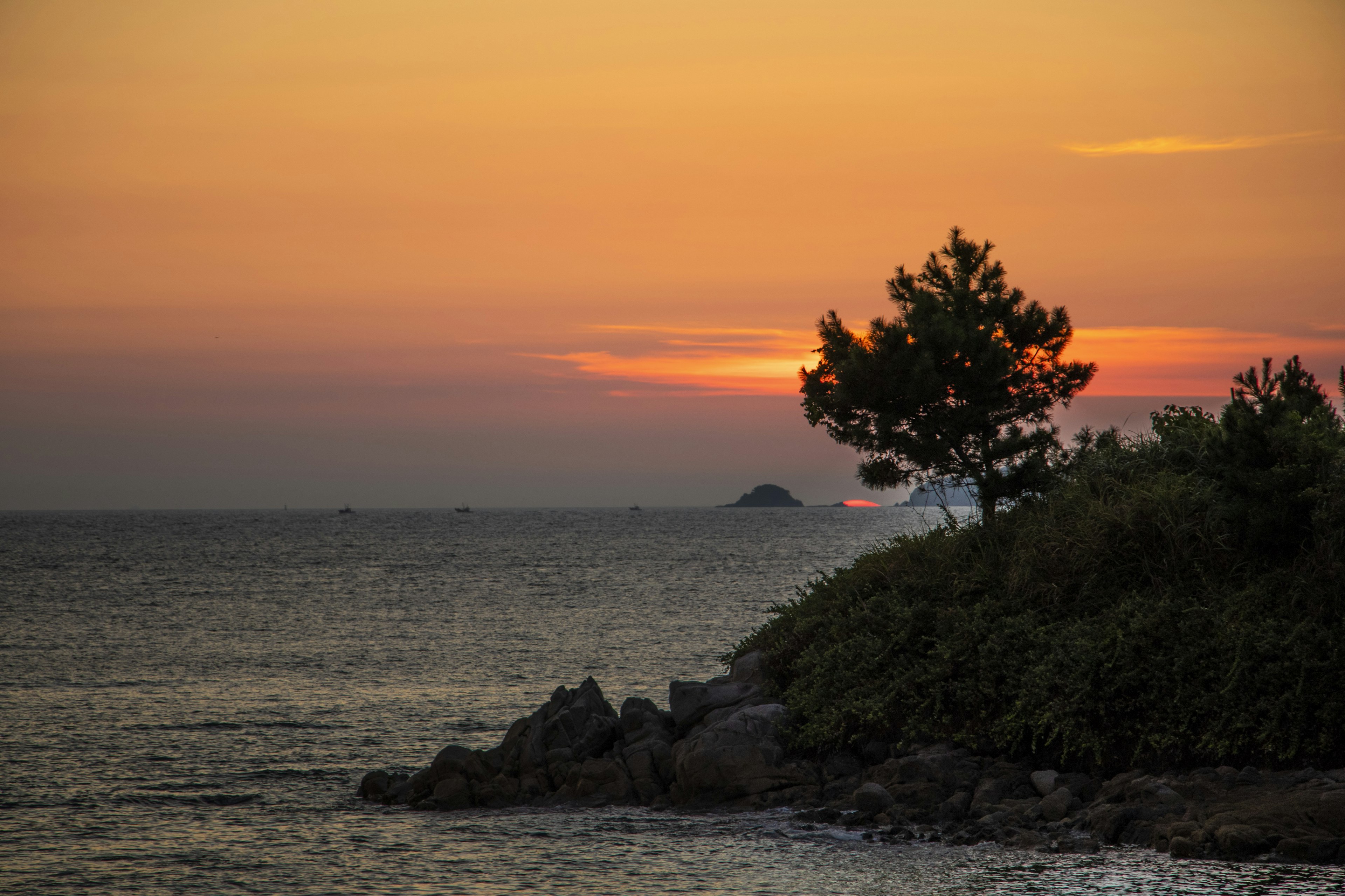 Silhouette di un albero contro un tramonto sull'oceano