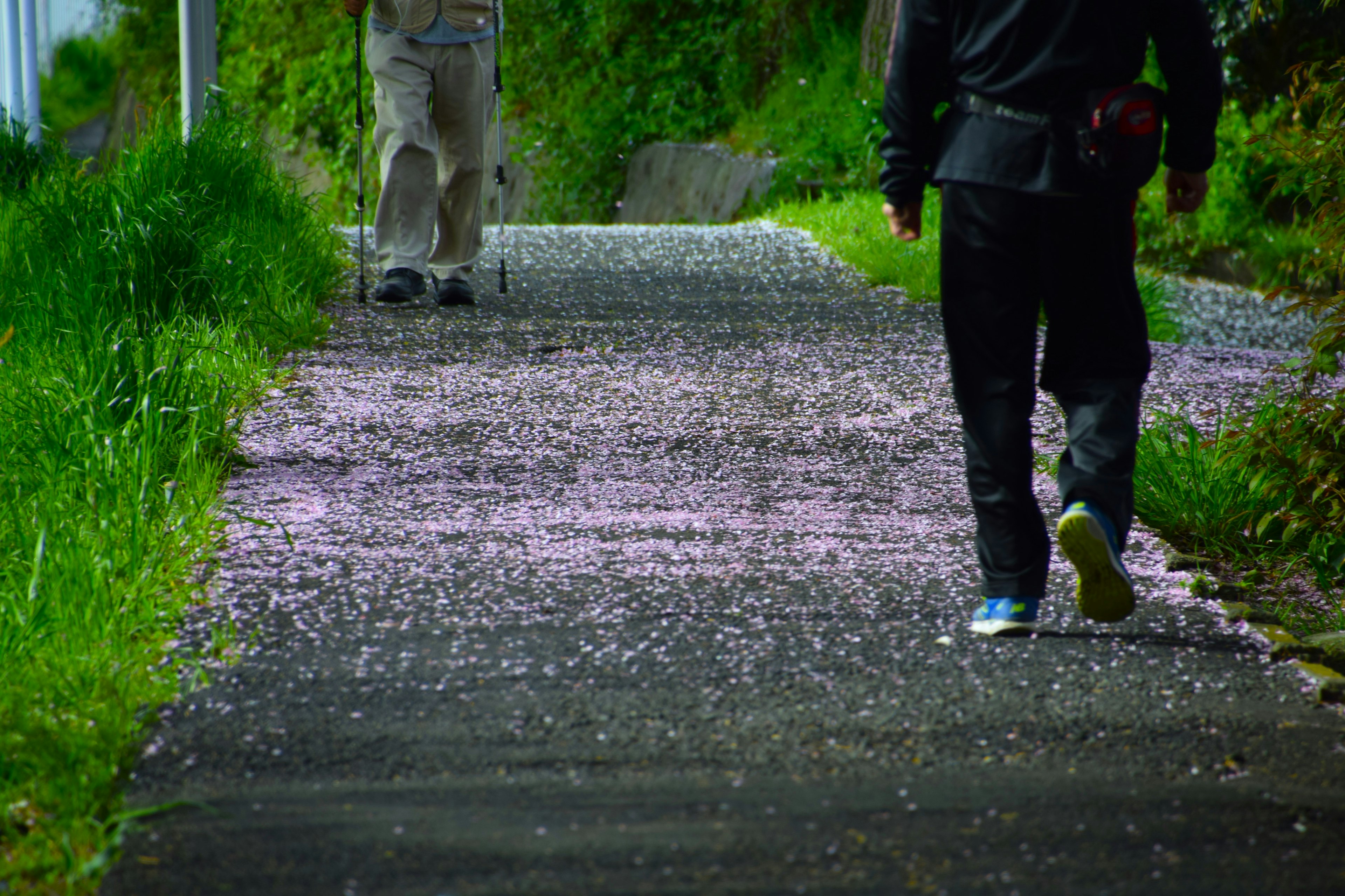 Two people walking on a path covered with cherry blossom petals