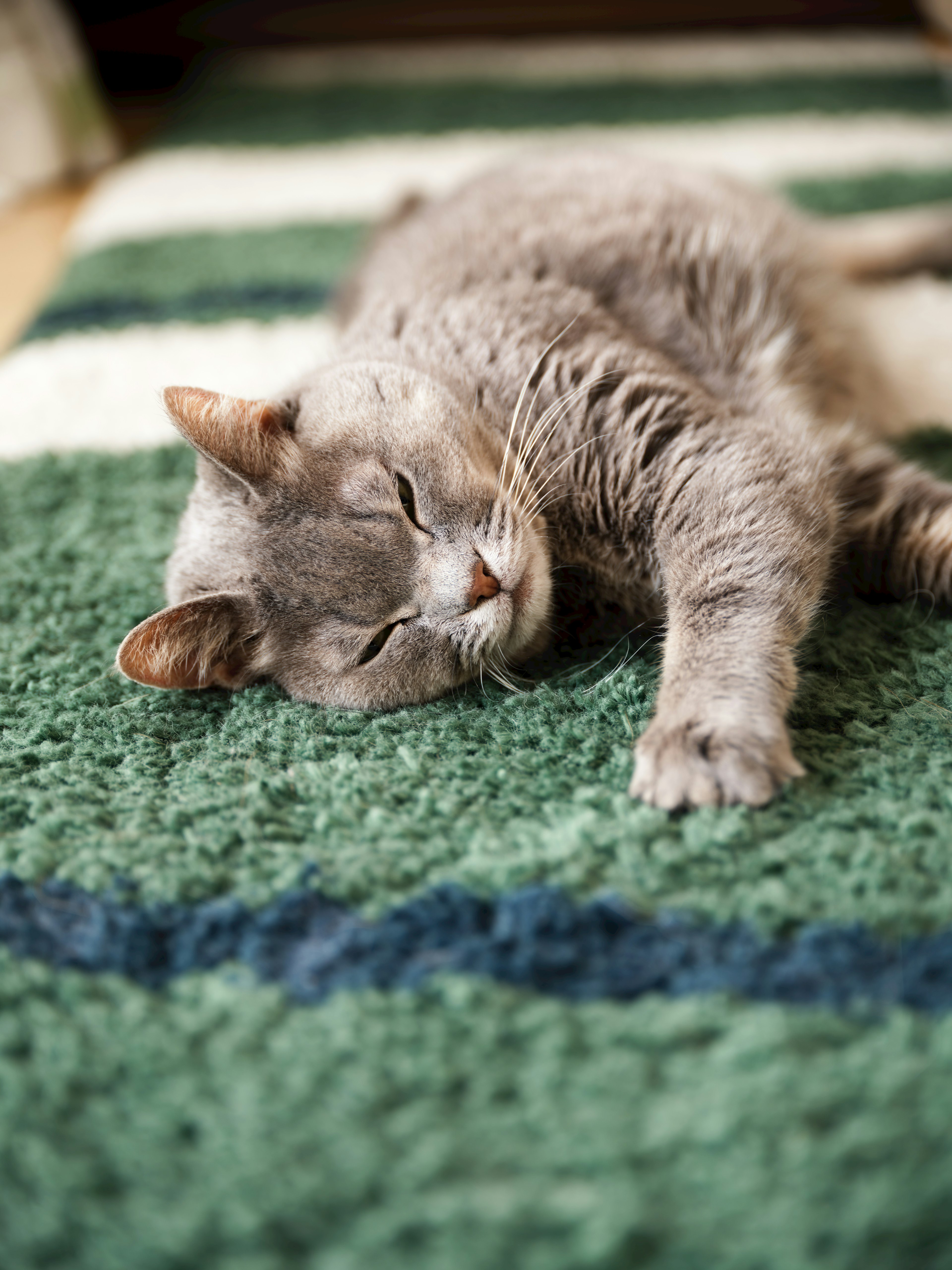 Gato gris acostado en una alfombra verde con rayas azules