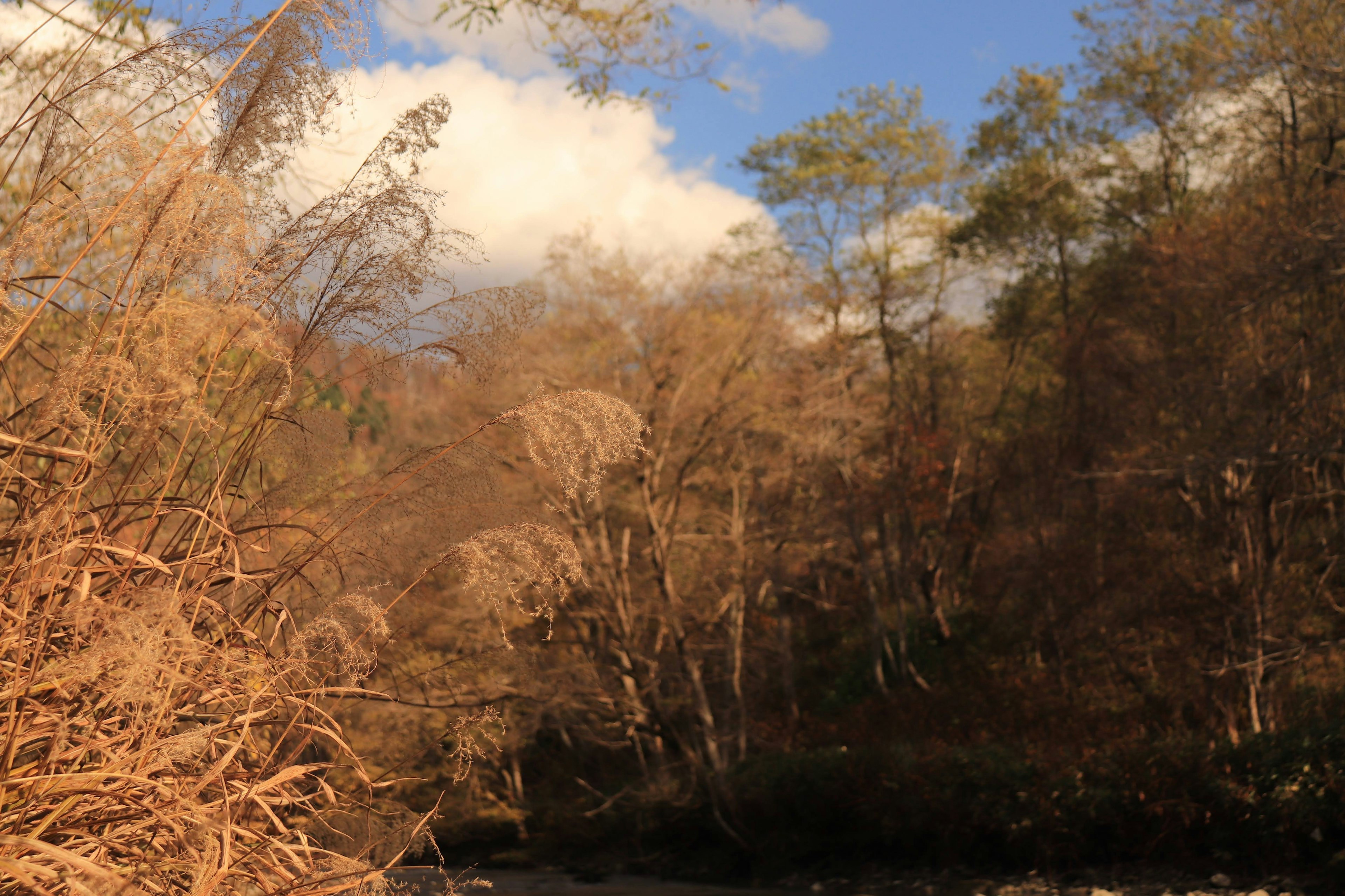 Herbstlandschaft mit trockenen Bäumen und blauem Himmel