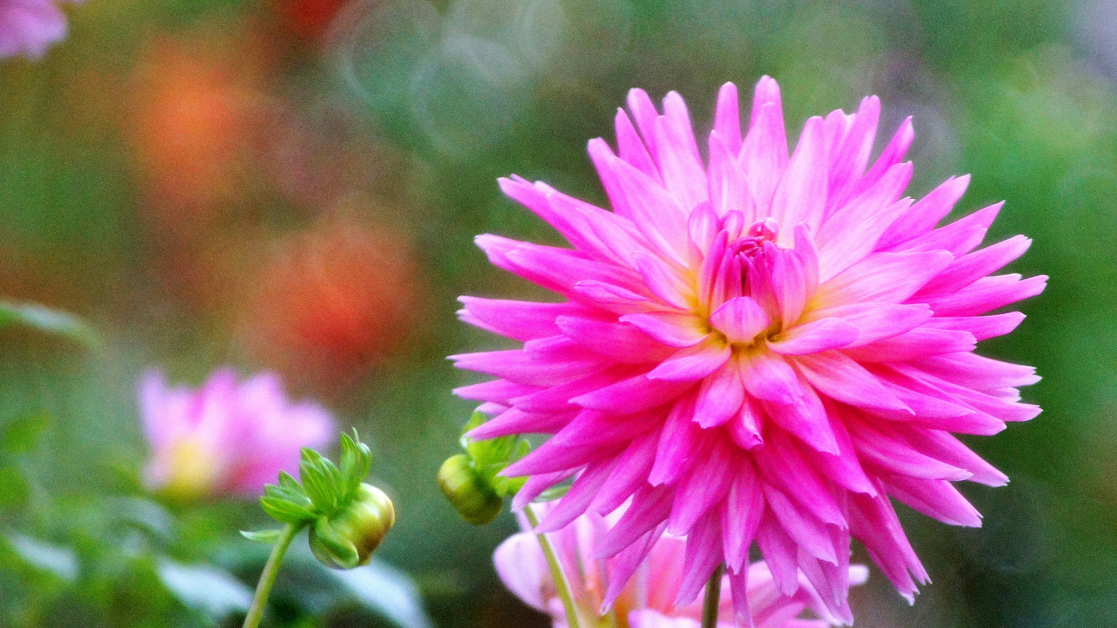 Vibrant pink flower blooming in a garden setting