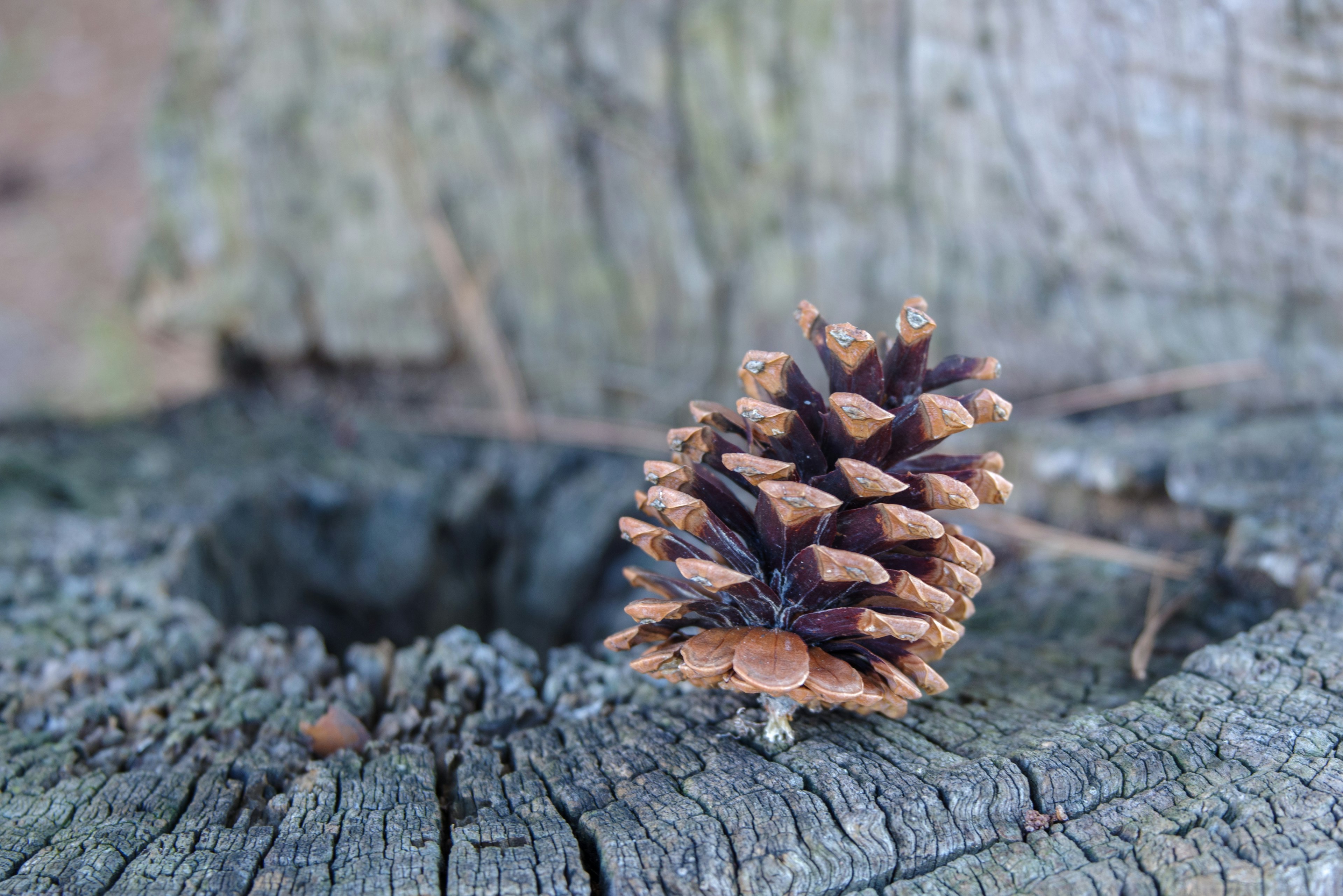 Close-up of a pine cone resting on a tree stump