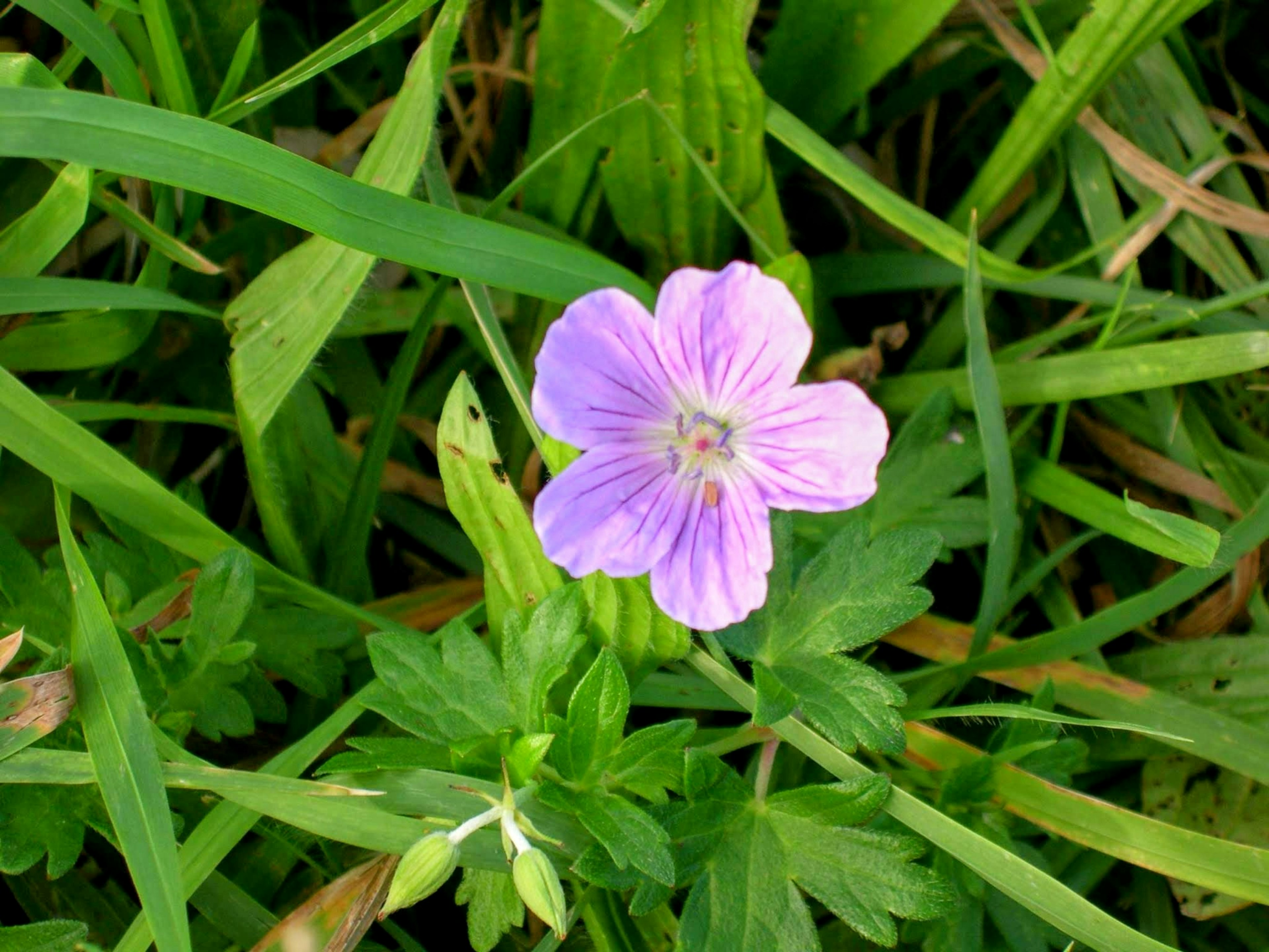 Nahaufnahme einer lila Blume, die im grünen Gras blüht