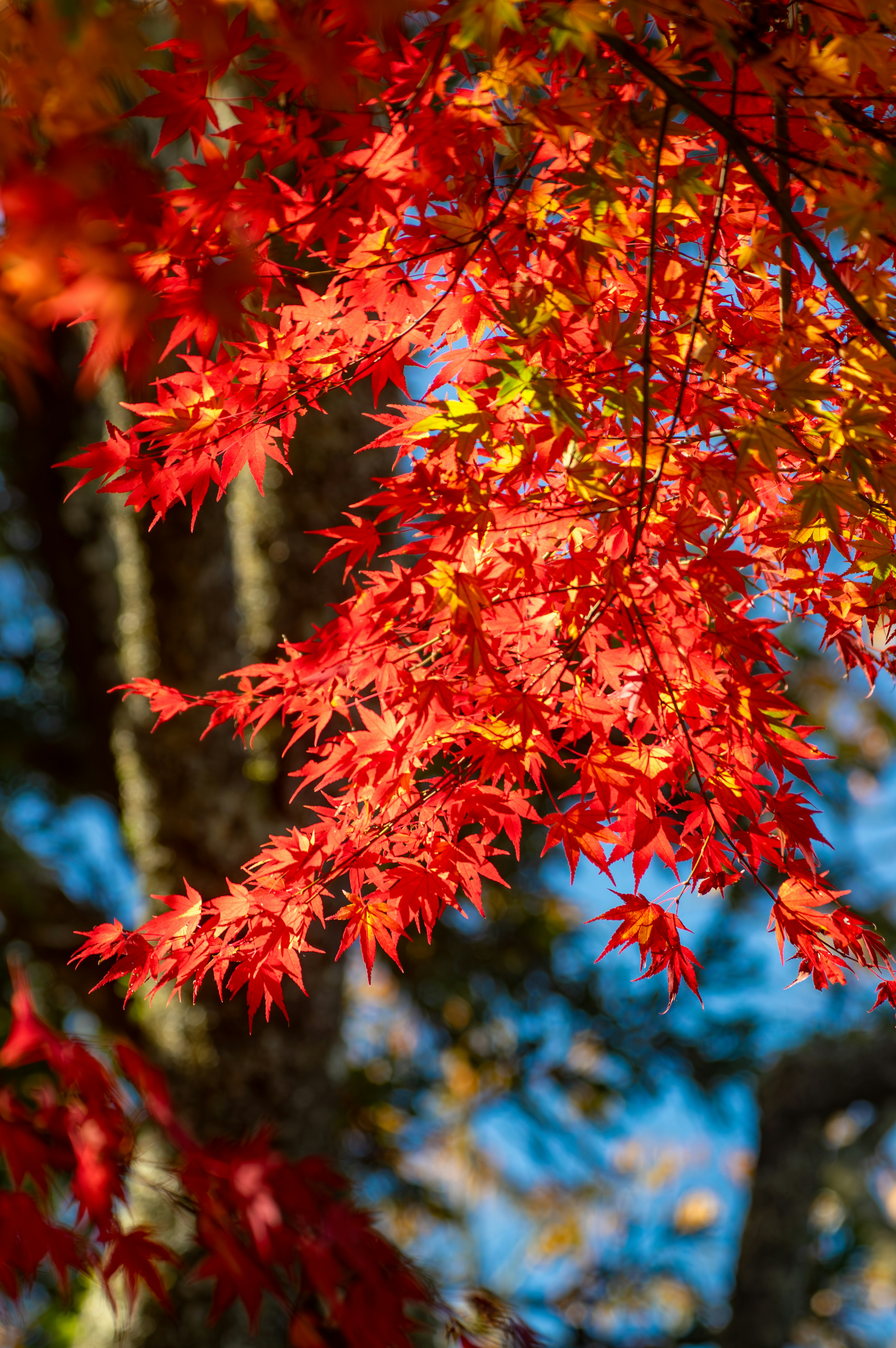 Daun maple merah cerah melawan langit biru