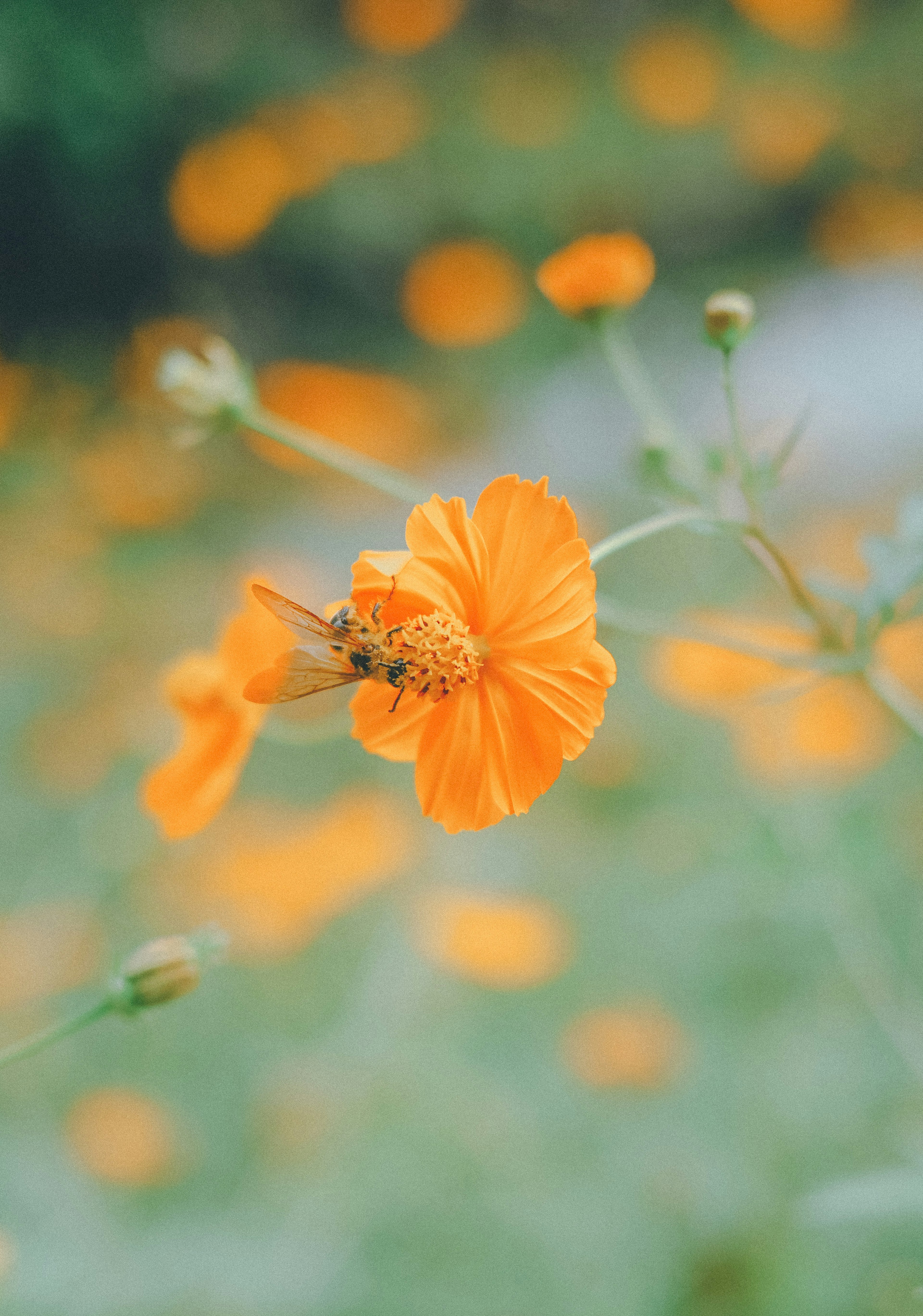 オレンジ色の花とその周りのぼんやりした背景の中で蜜蜂が花にとまっている