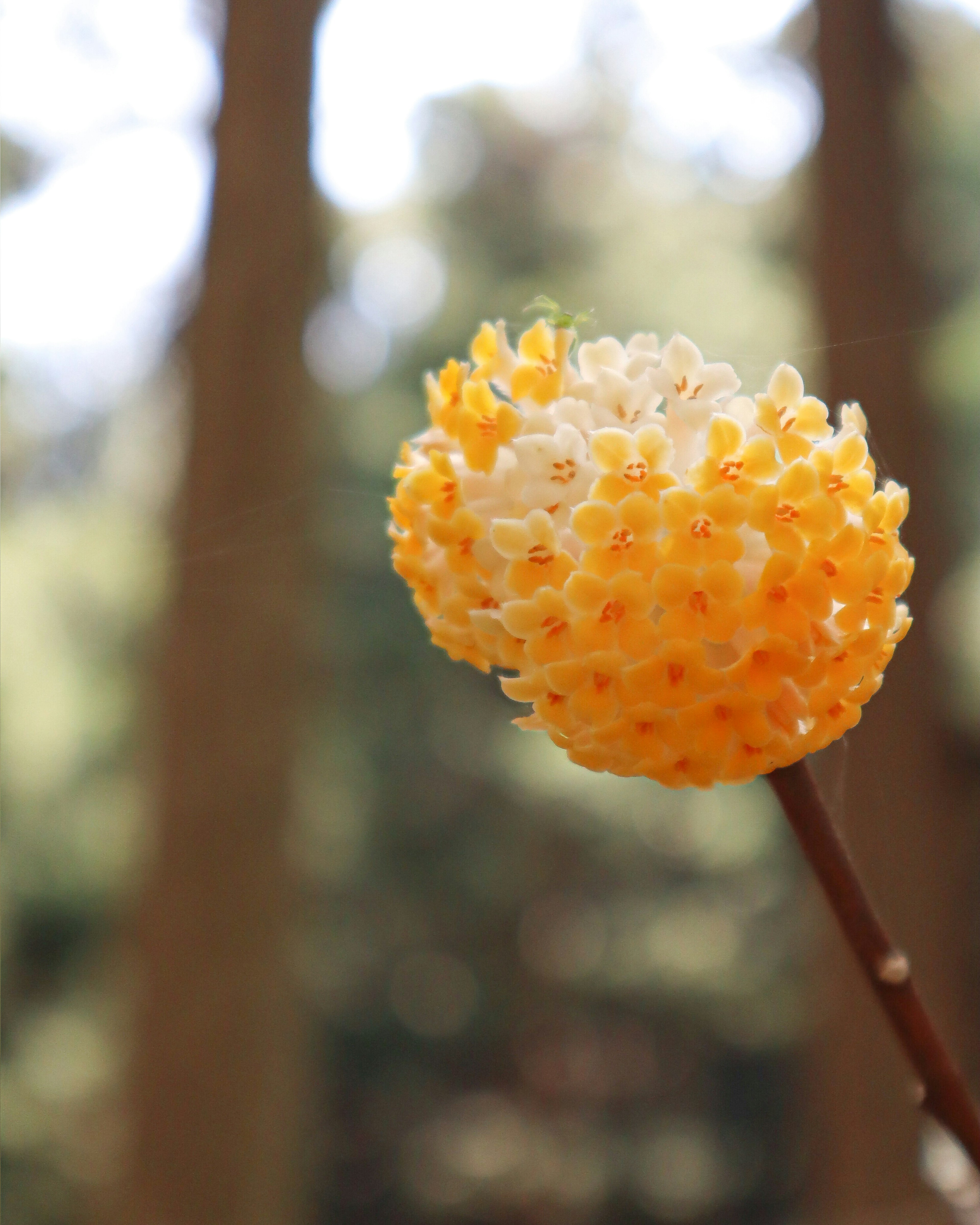 Gelbe und weiße Blume blüht zwischen Bäumen