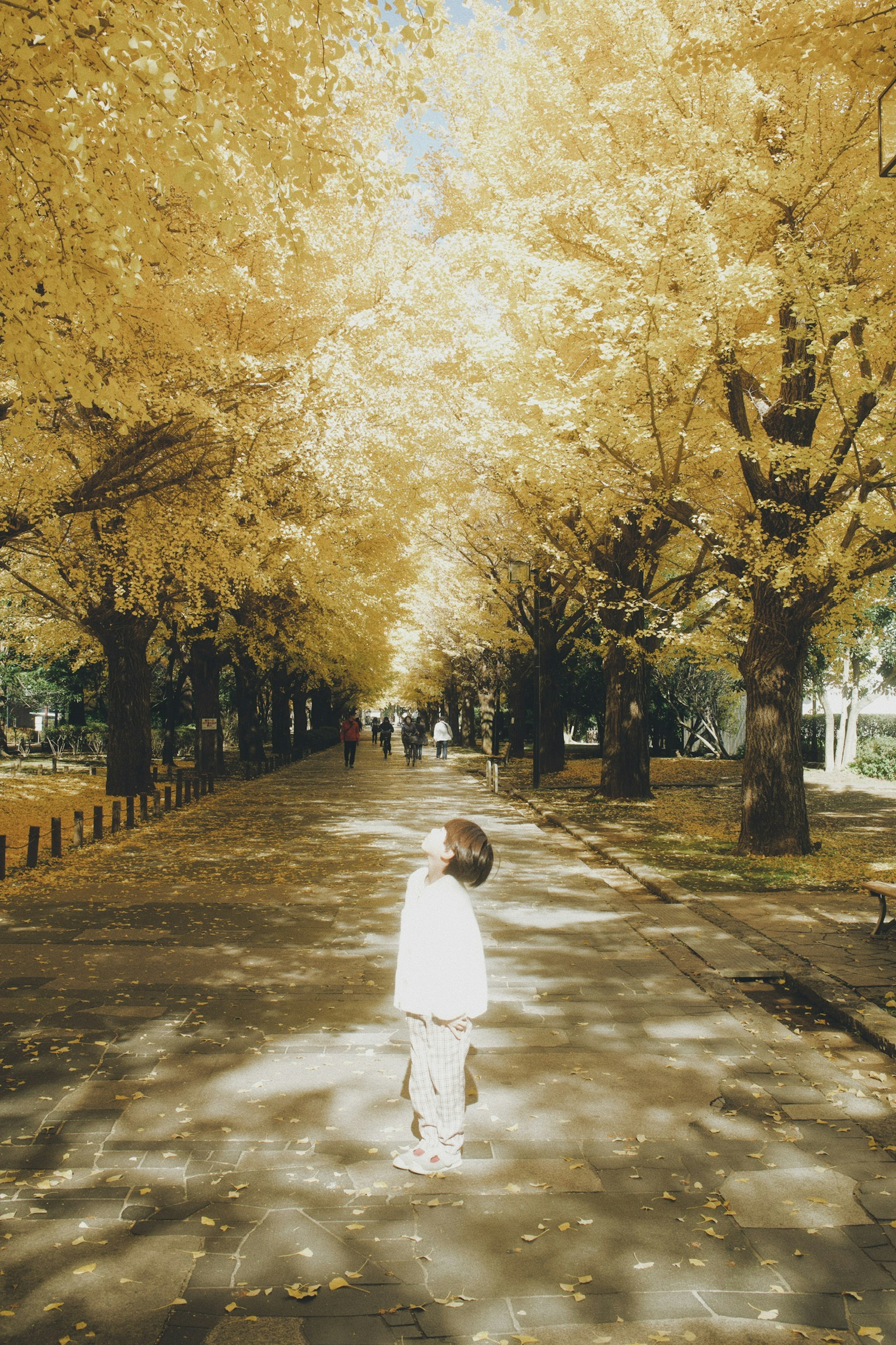 Child in white standing on a tree-lined path with golden leaves