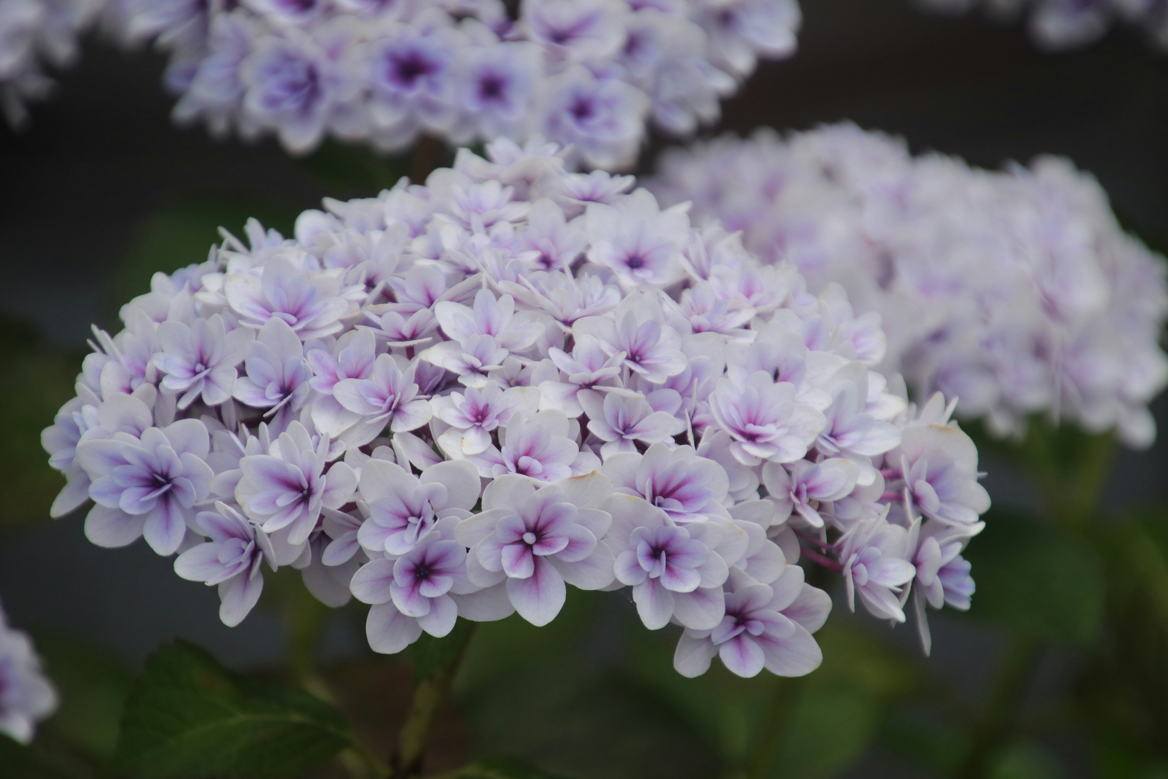 Groupe de fleurs violettes en pleine floraison