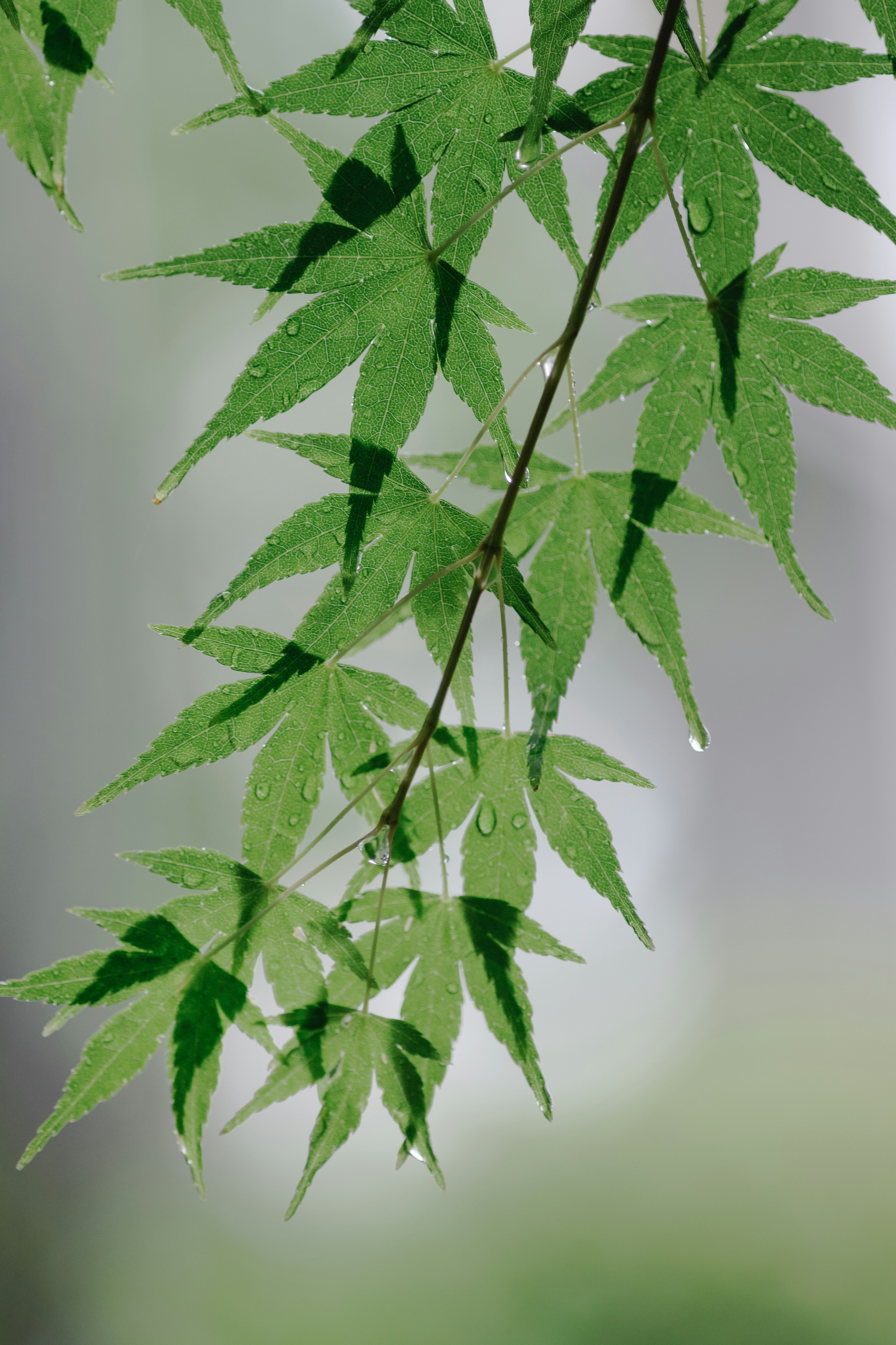 A branch of vibrant green maple leaves gently swaying