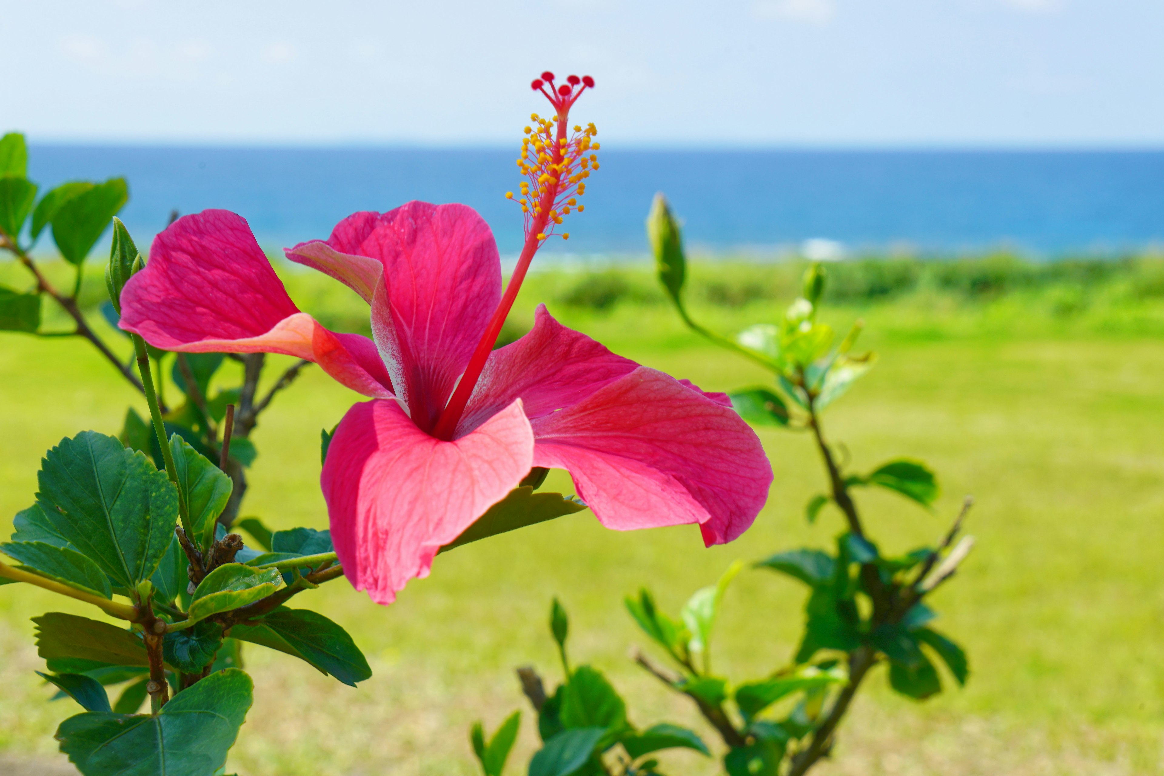 Vibrant pink hibiscus flower with blue ocean in the background