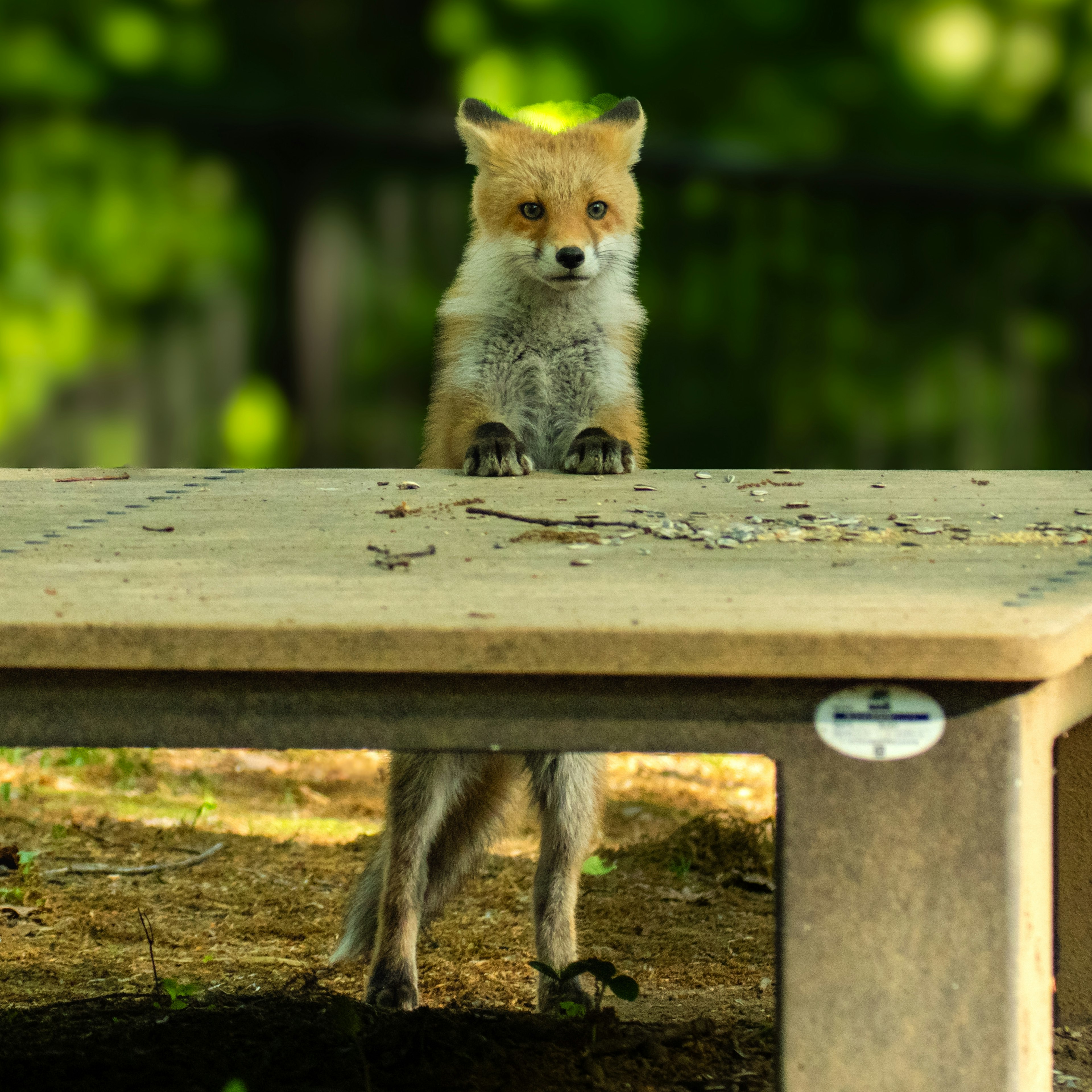 A young fox standing on a table with a green background