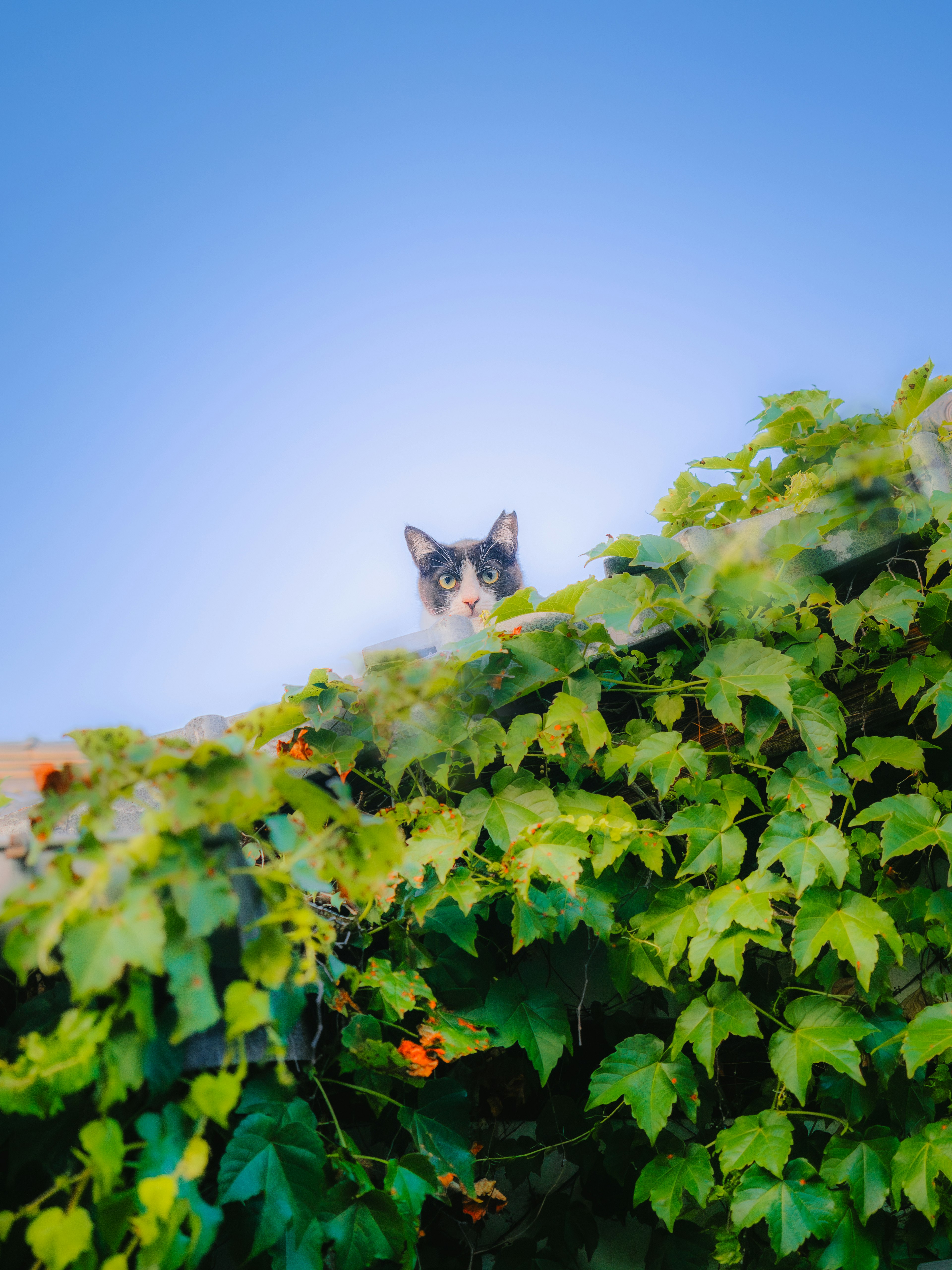 猫が葉の向こうから顔を出している風景