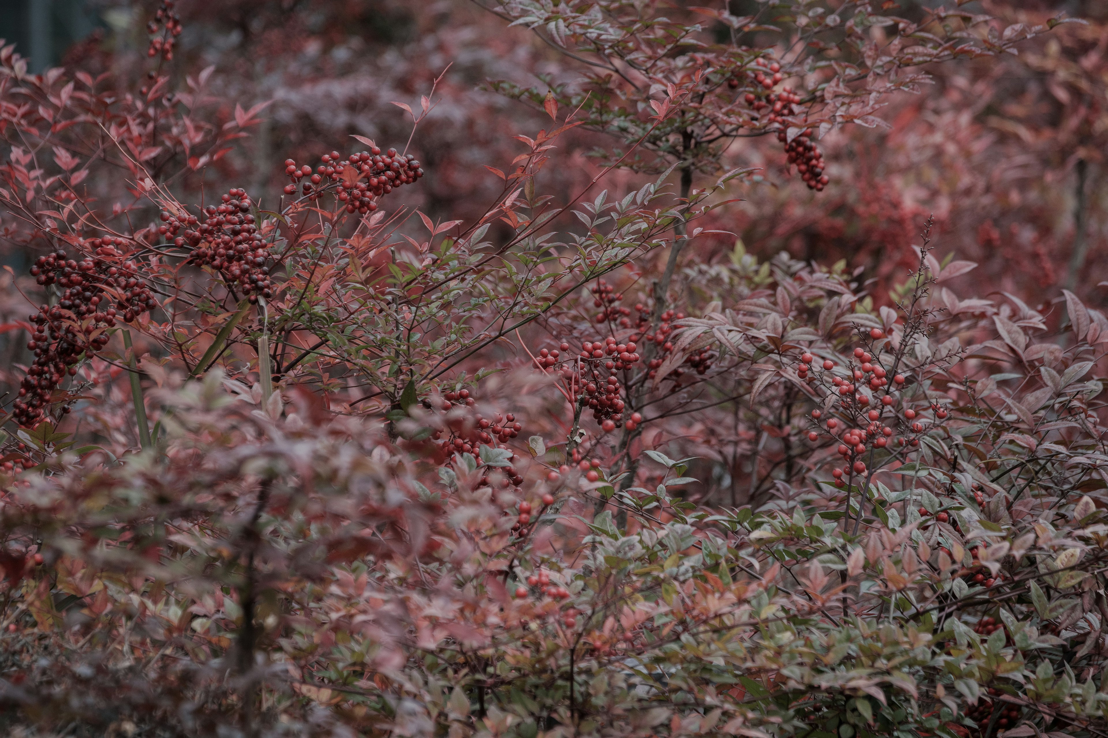 赤い葉を持つ植物のクローズアップ