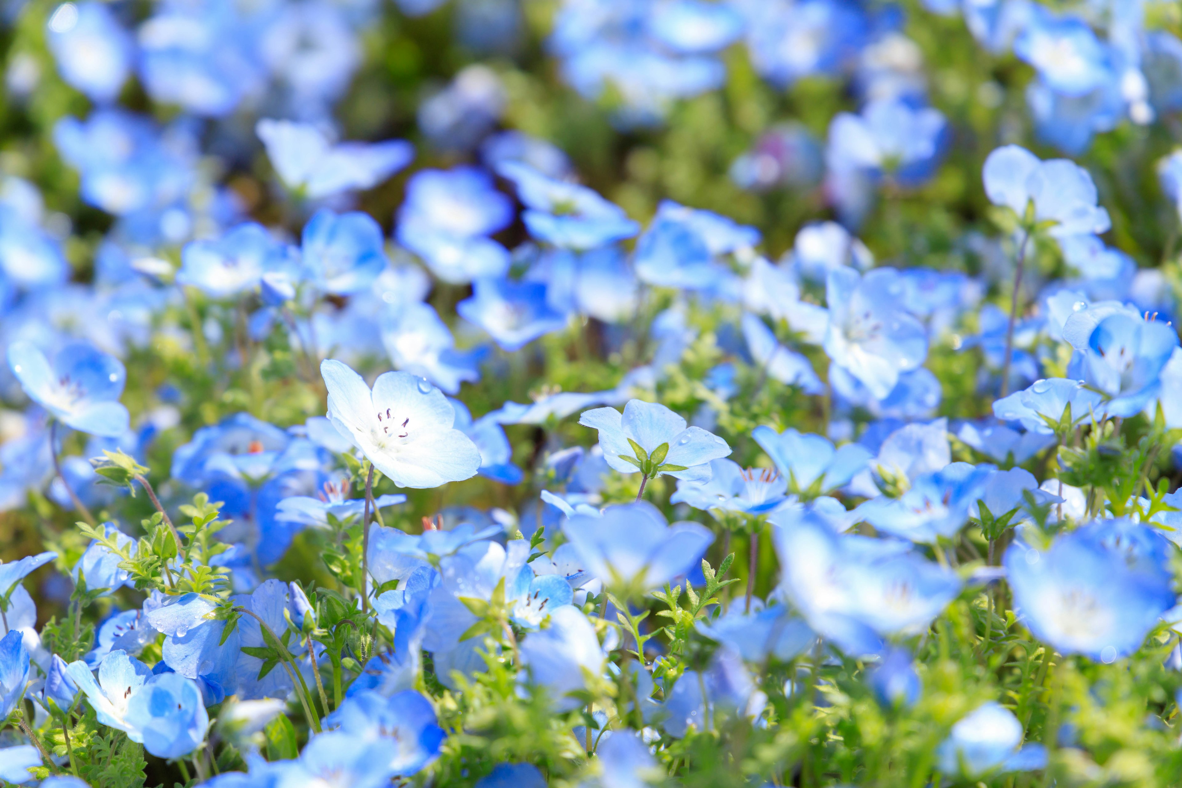 Champ de fleurs bleues éclatantes en pleine floraison