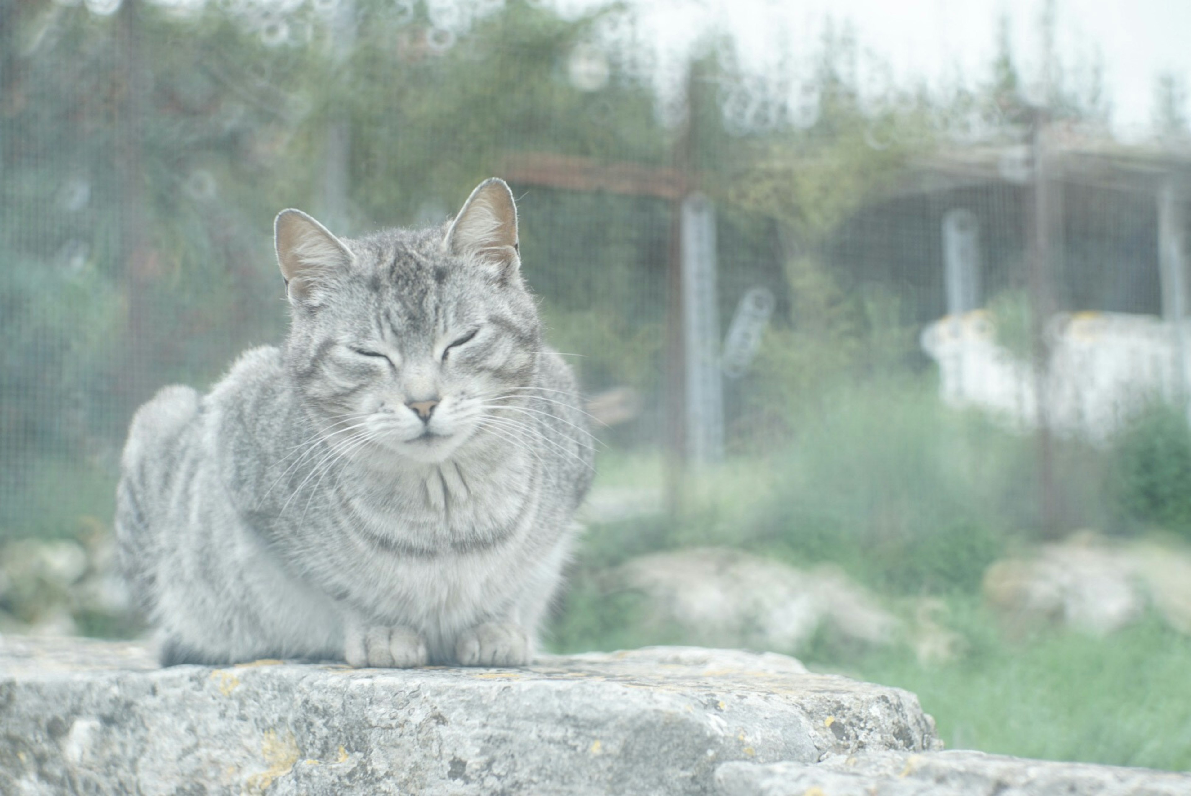 灰色の猫が石の上に座っている背景に緑の植物