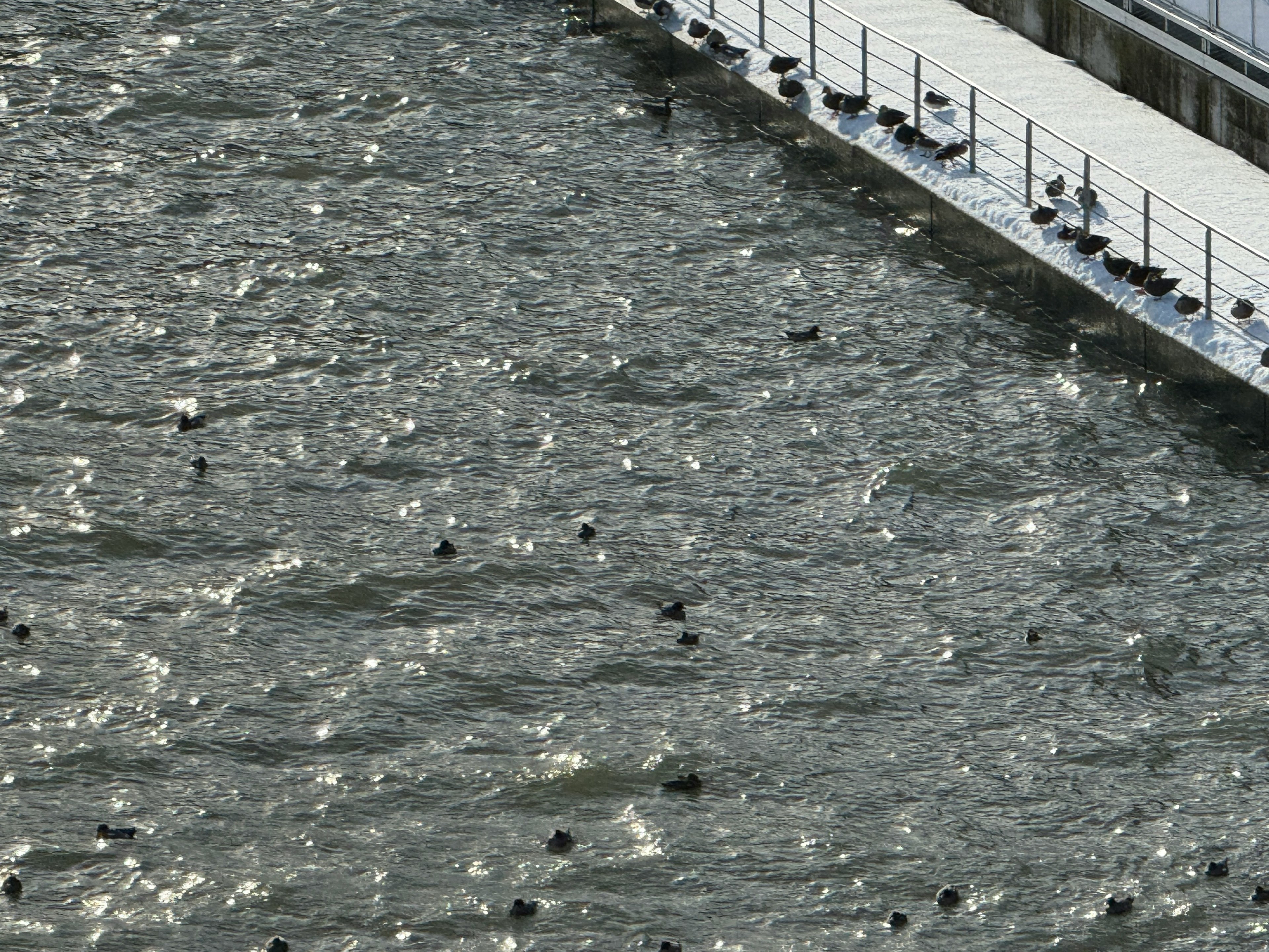 A view of dark birds floating on the water with a white pier in the background