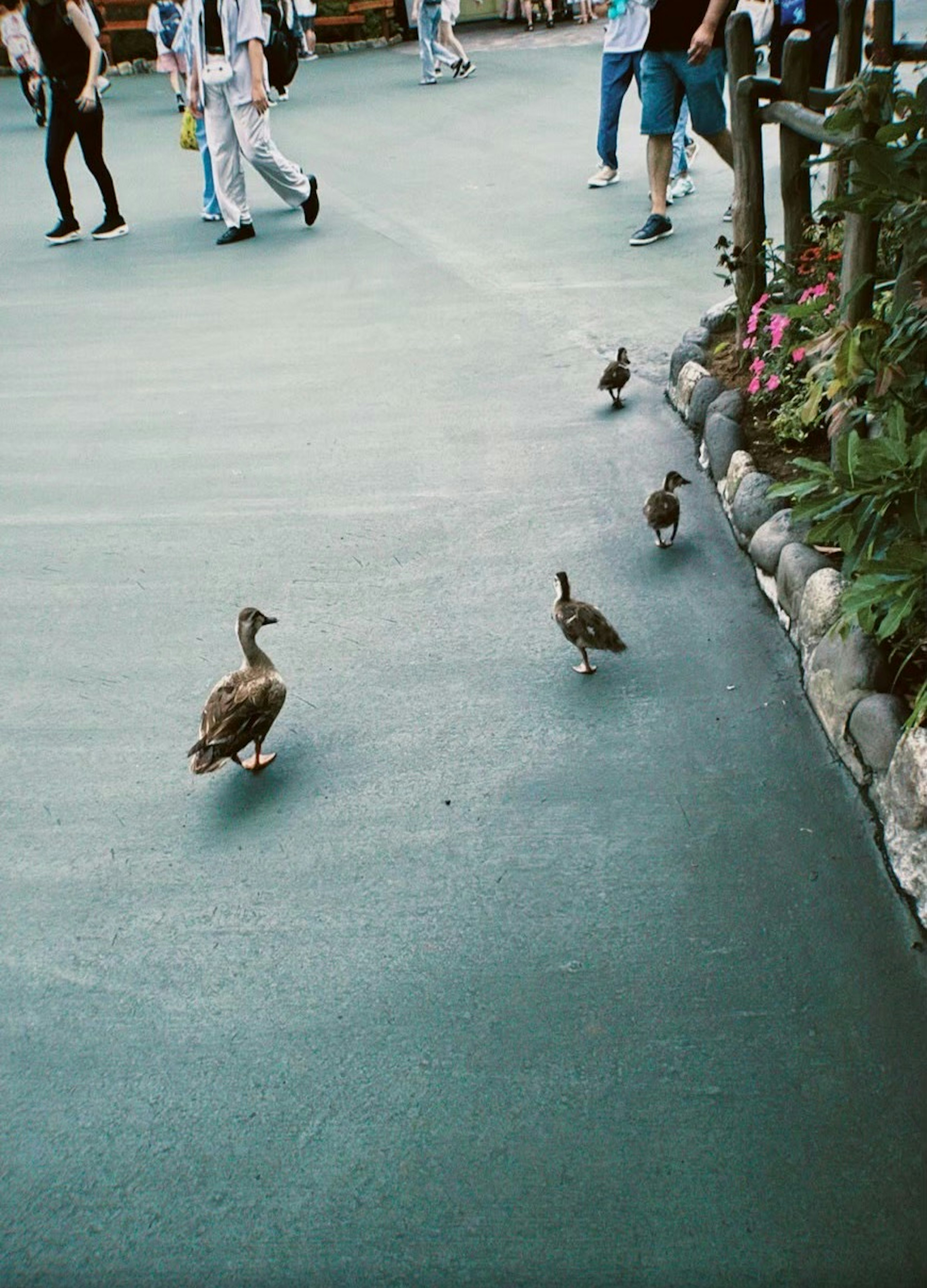 A group of ducks walking among people on a green pathway