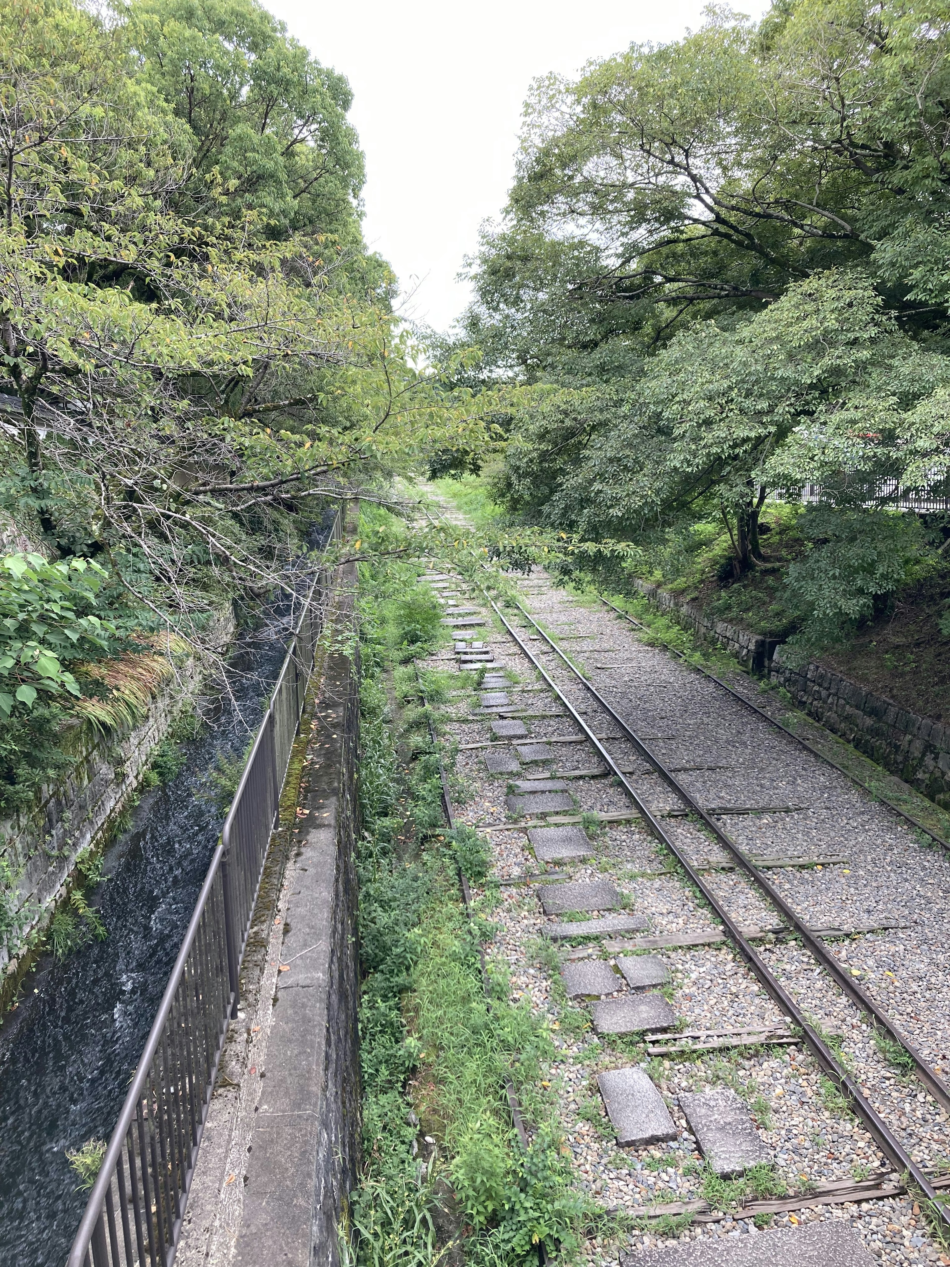 被郁郁蔥蔥的綠樹環繞的寧靜鐵路場景