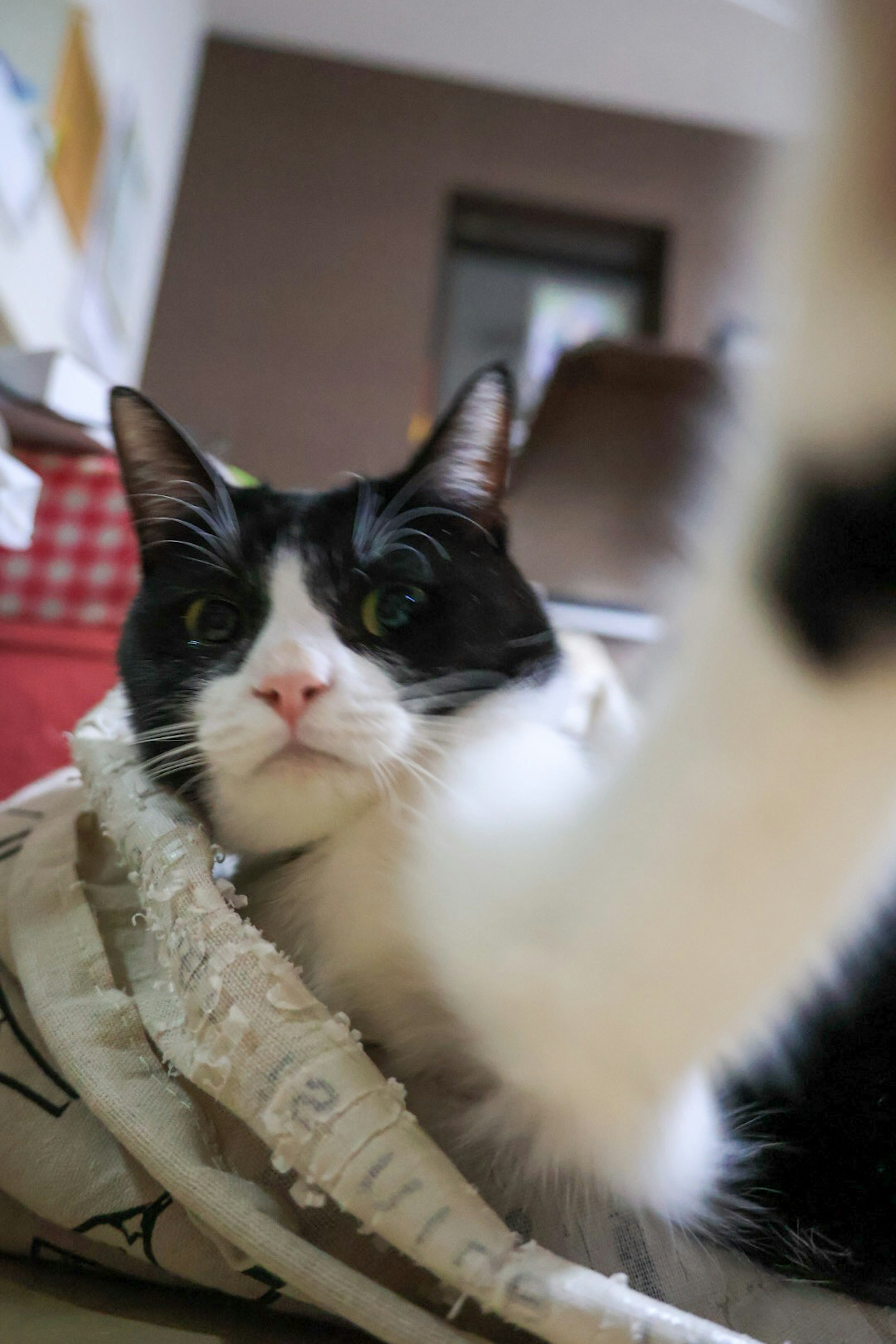 Gato negro y blanco descansando sobre una manta