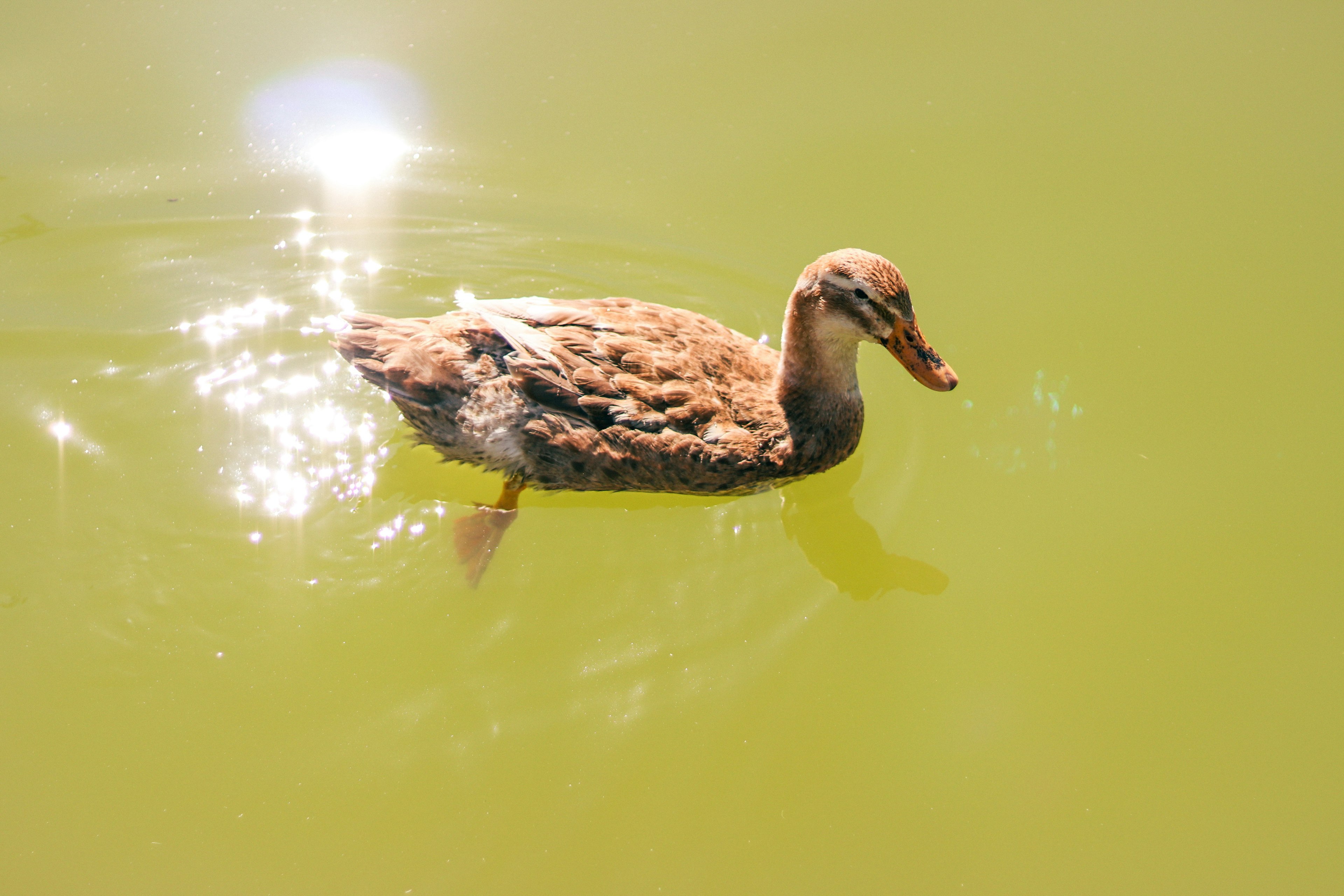 水面を泳ぐアヒルの若鳥