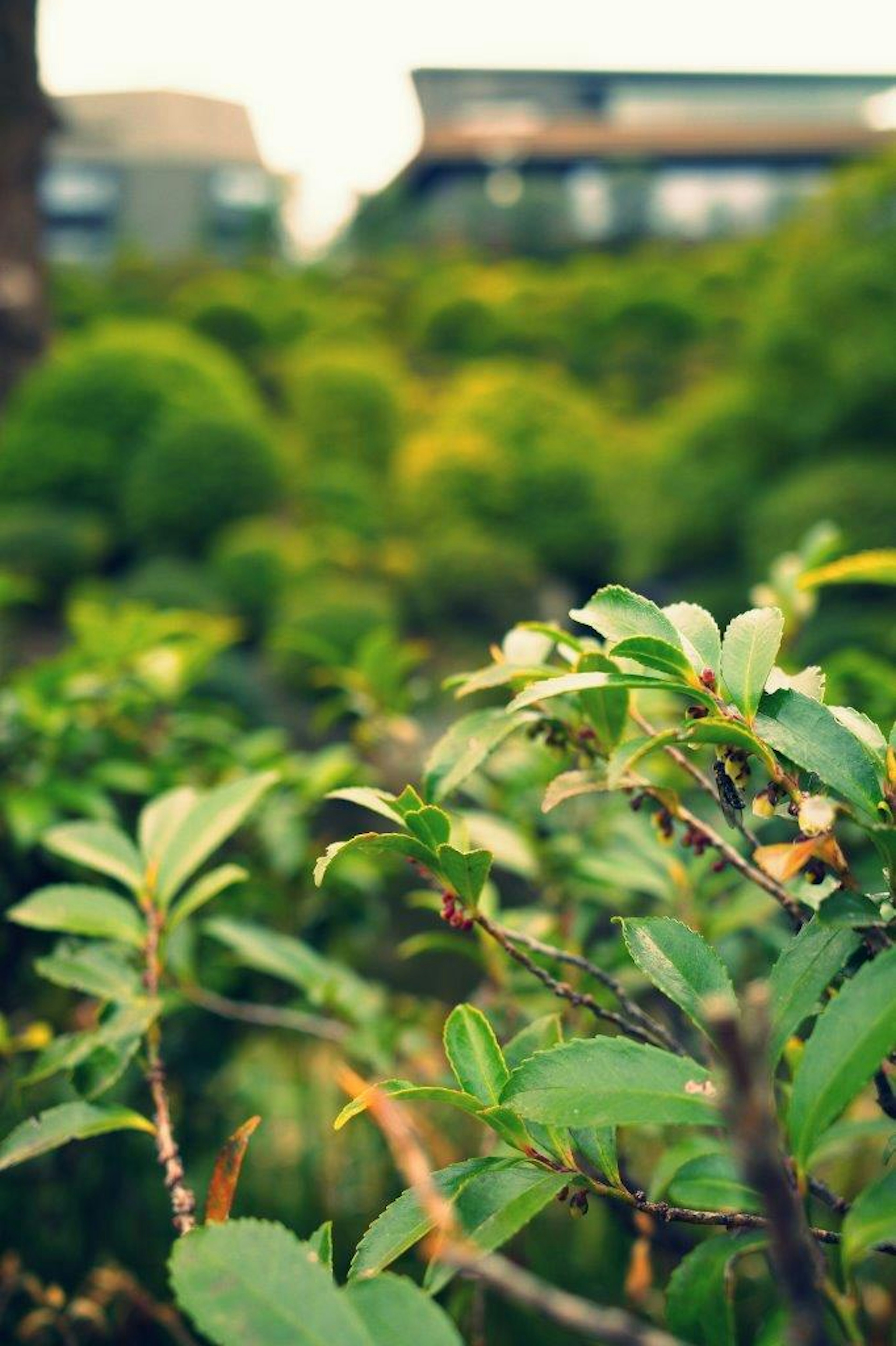 Close-up of vibrant green leaves with blurred buildings in the background