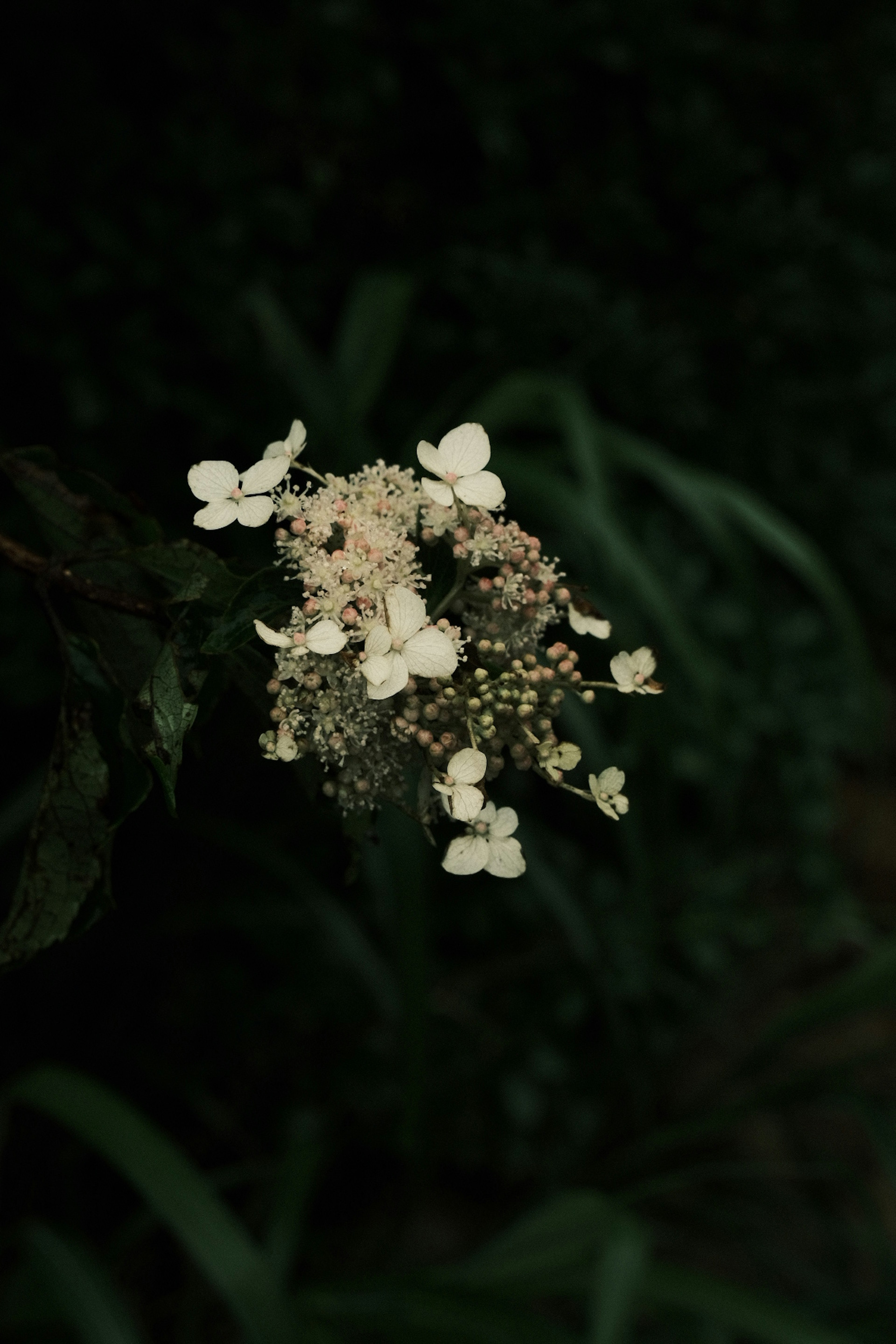 薄暗い背景に白い花が映える美しい花束