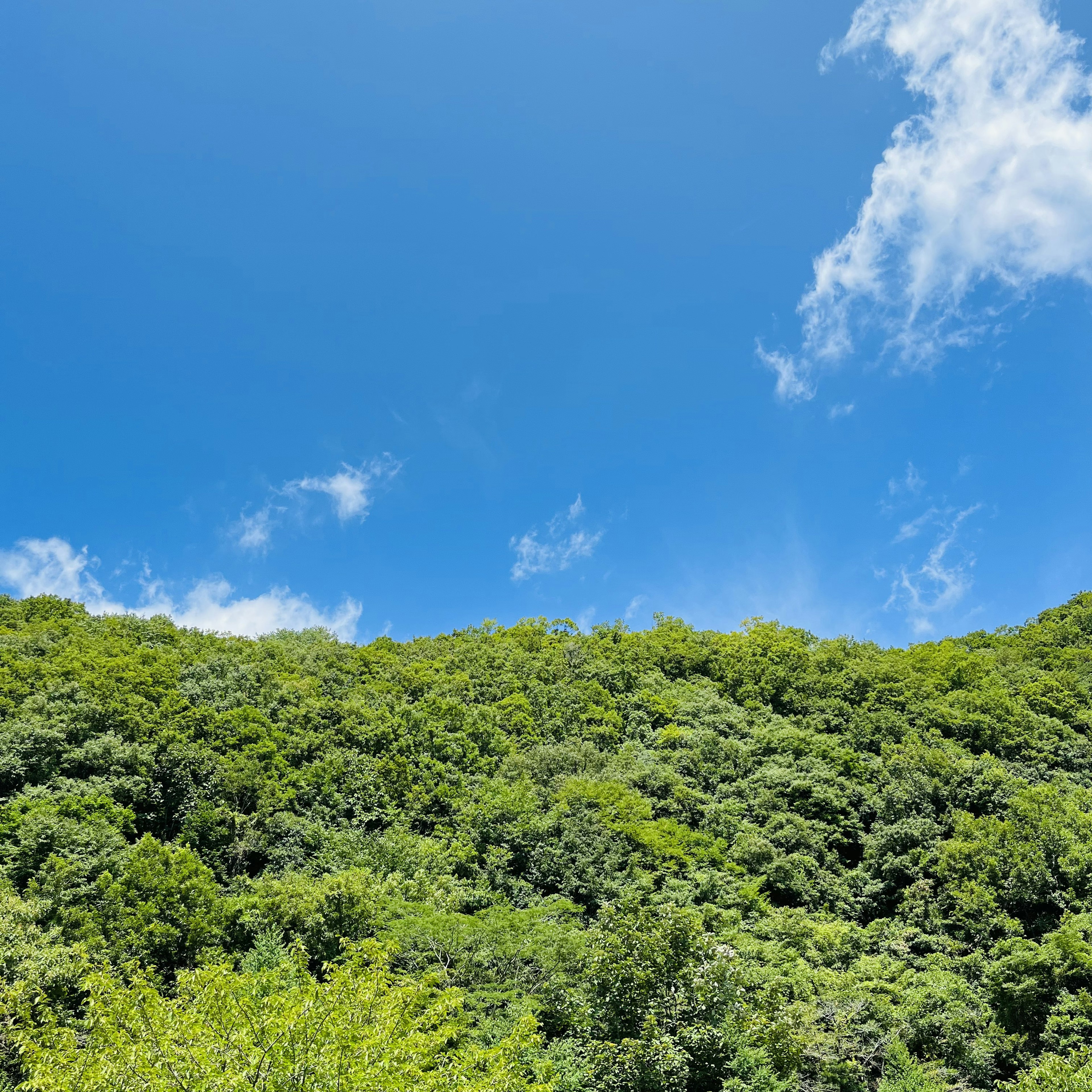 緑豊かな山の風景と青空