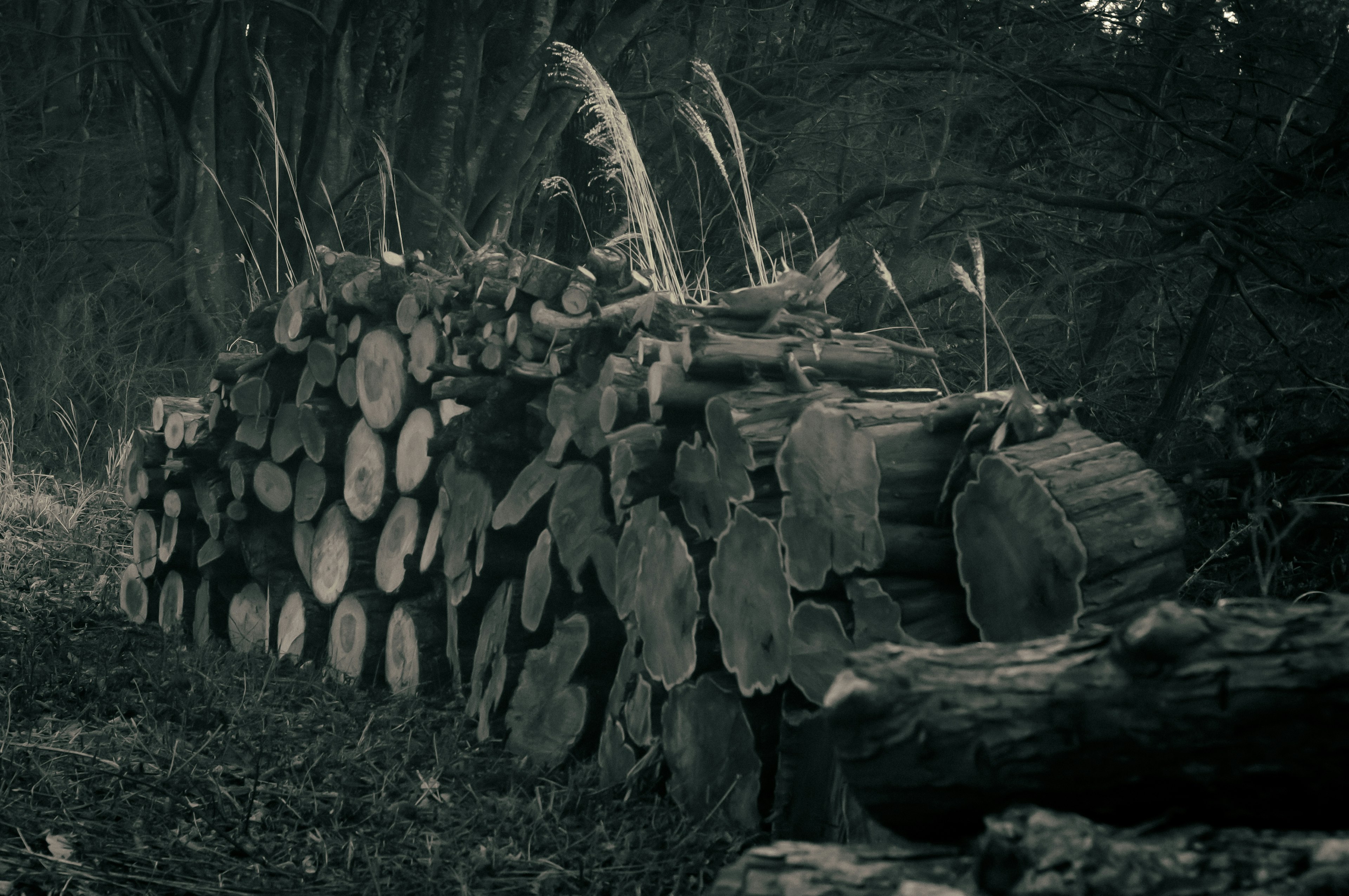 Montón de troncos en un entorno forestal oscuro